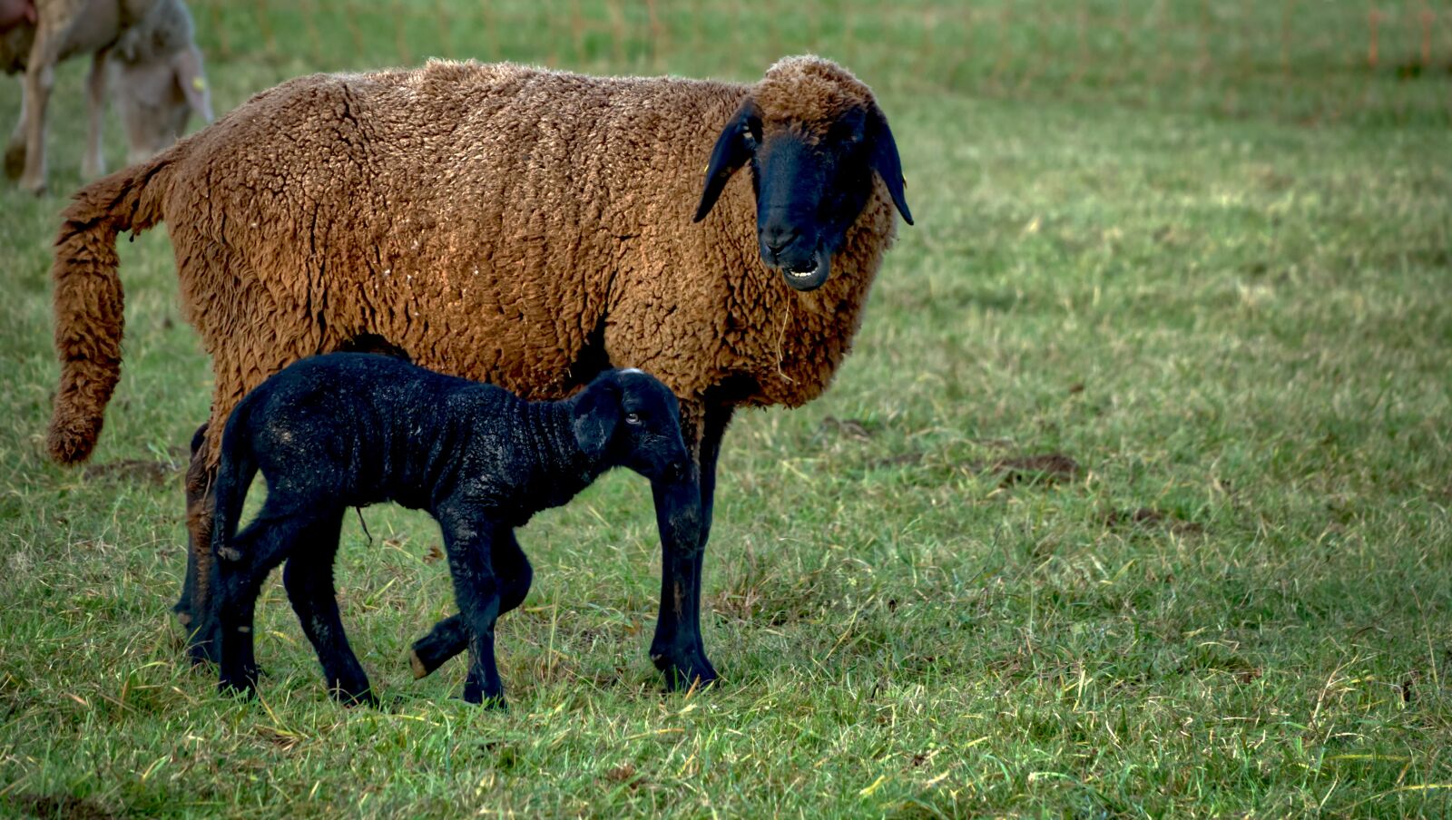 Sony Cyber-shot DSC-RX10 III sample photo. Sheep, schäfchen, lamb photography