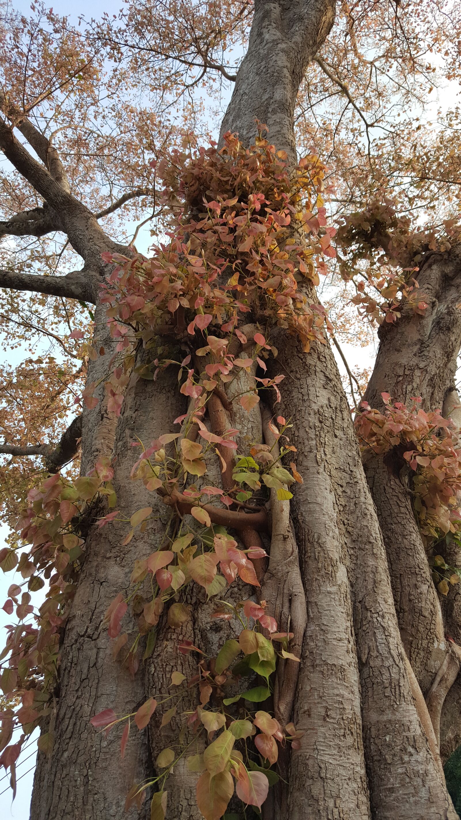 Samsung Galaxy Note5 sample photo. Bodhi tree, trees budding photography