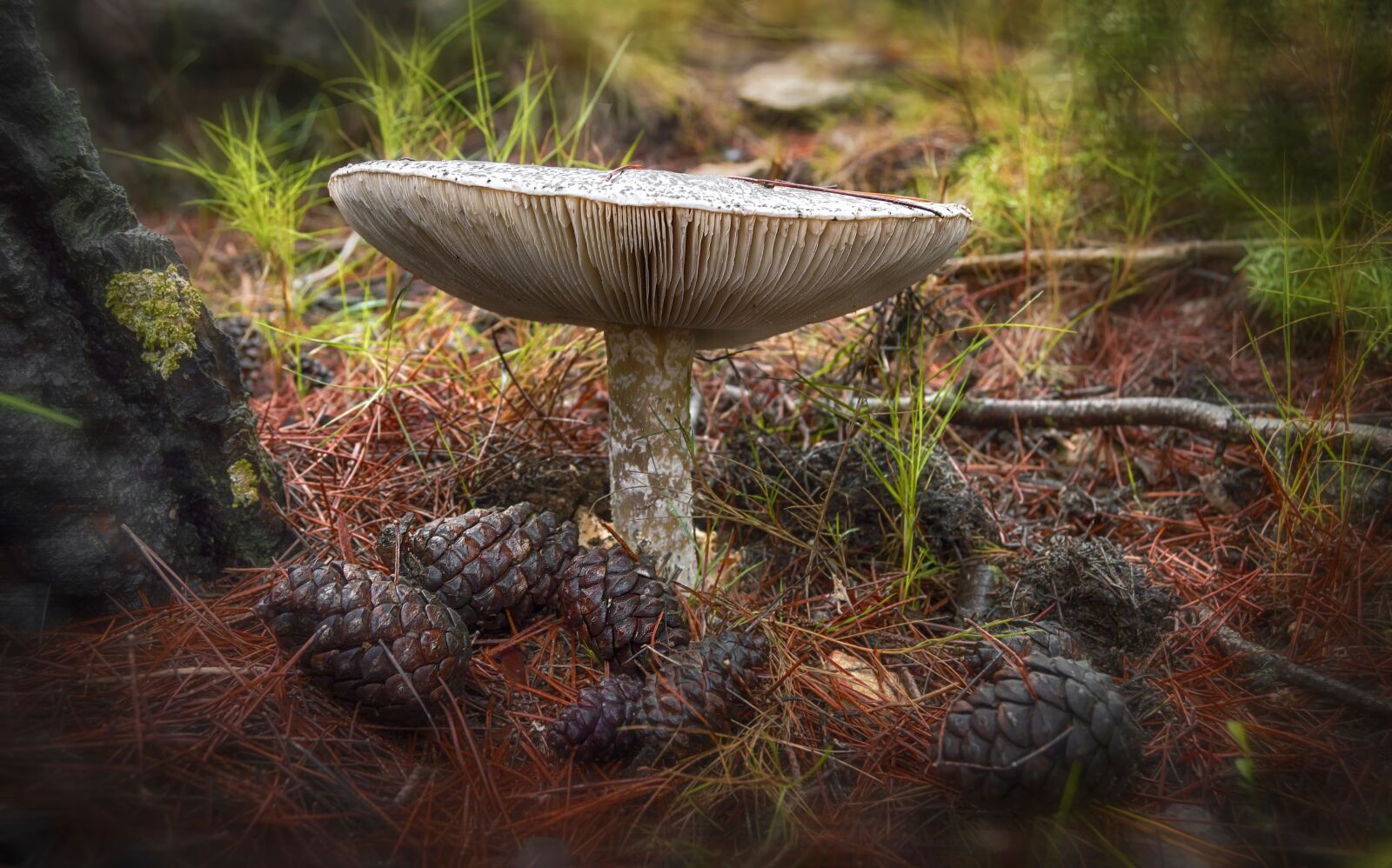 Nikon D3200 sample photo. Mushroom, floor of the photography