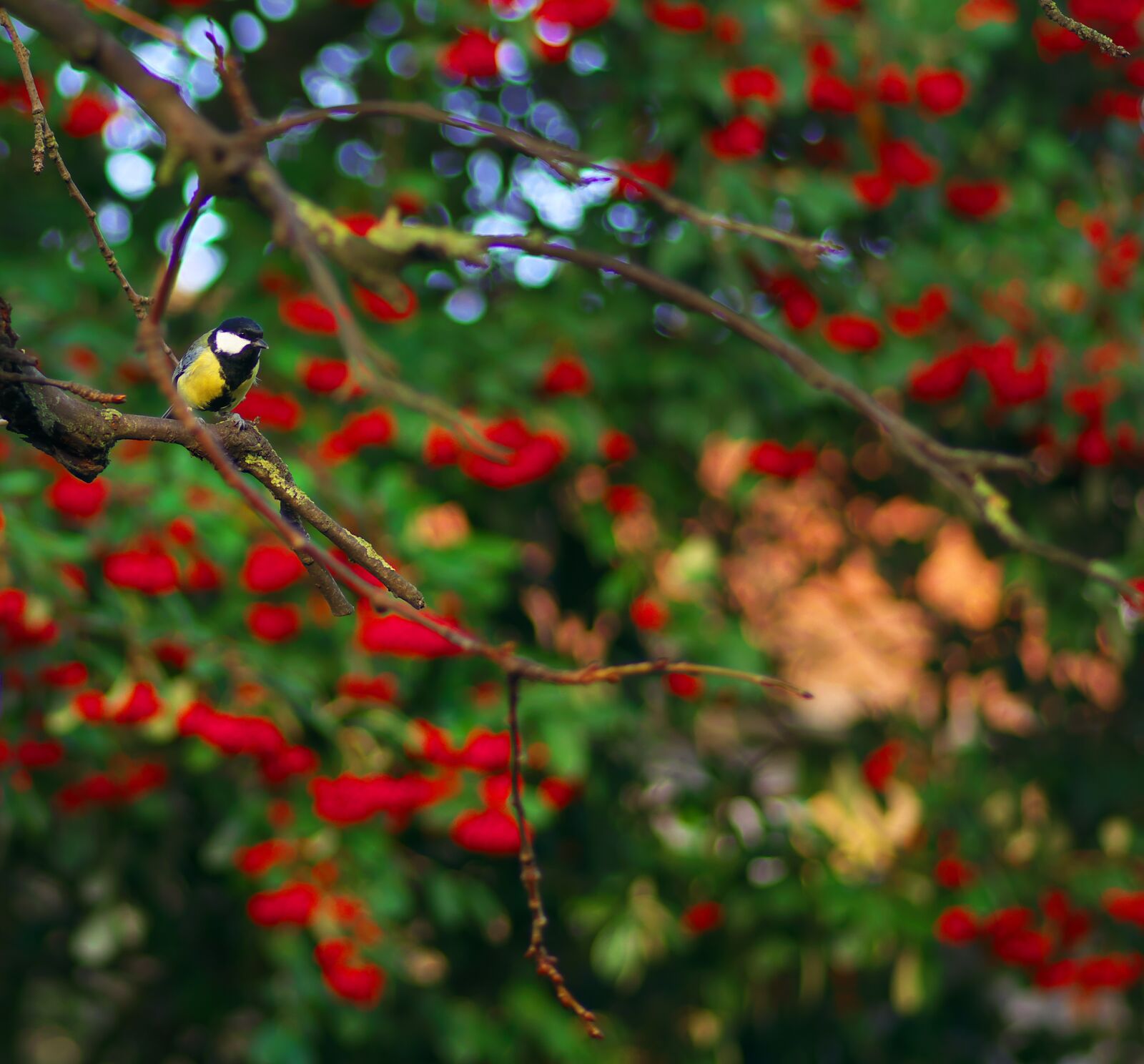 Pentax K-3 sample photo. Tit, december, christmas photography