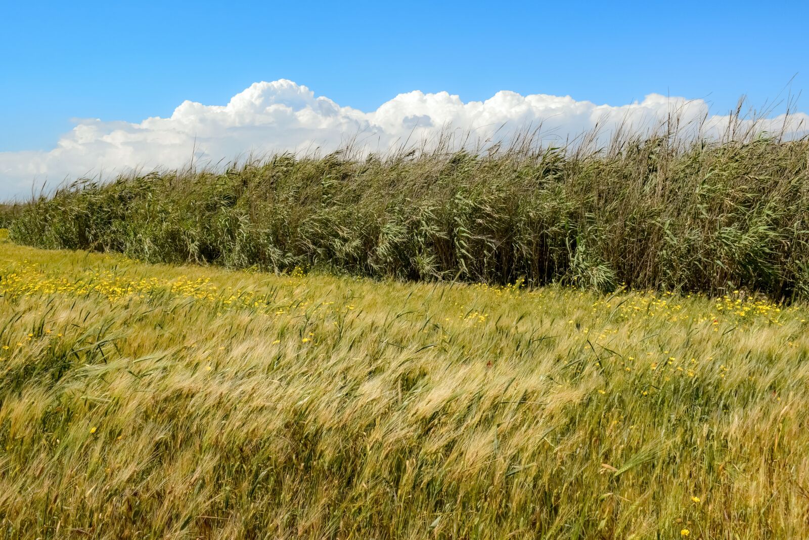 Nikon D3300 sample photo. Spring, field, barley photography