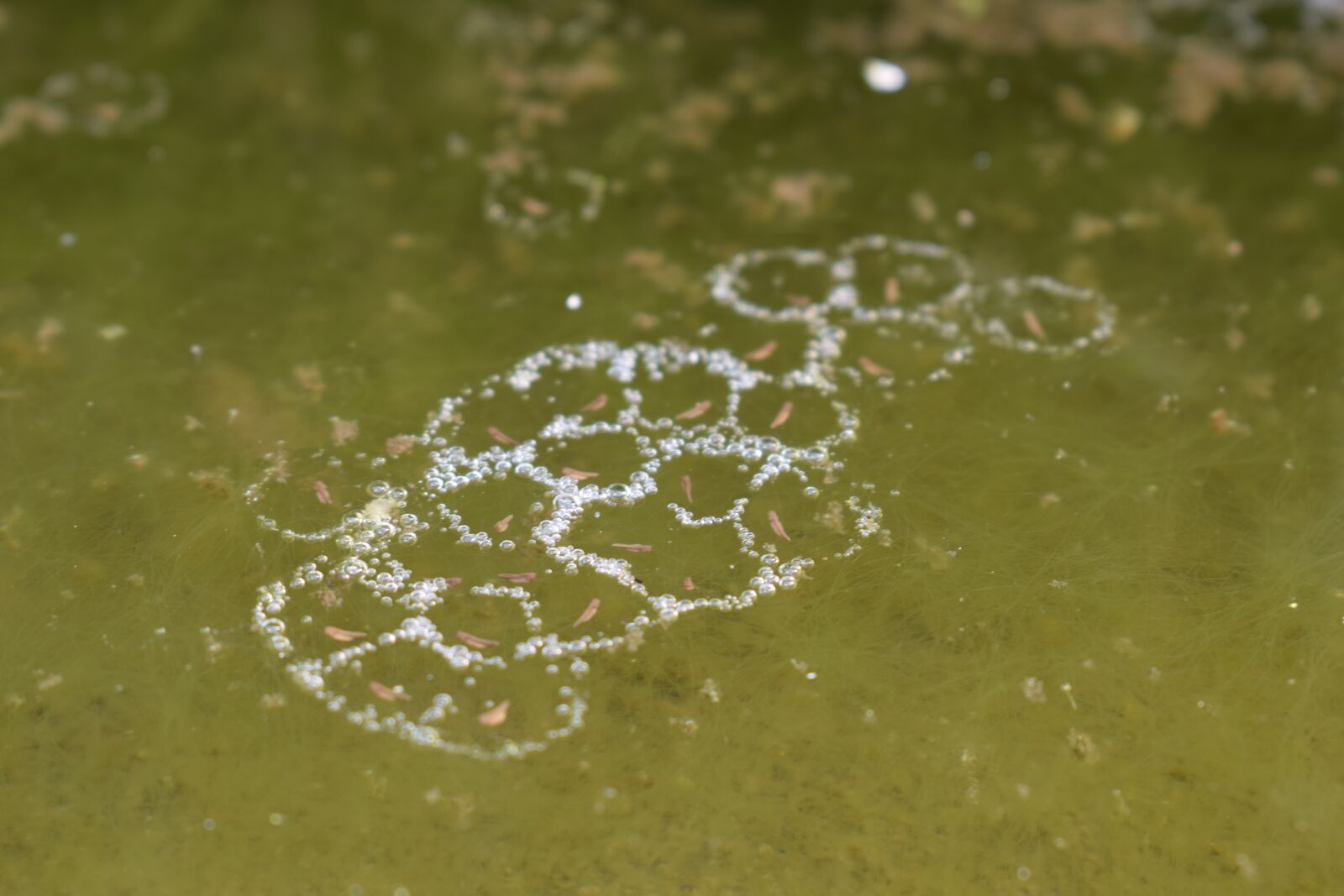 Nikon D5300 sample photo. Water, nature, lake photography