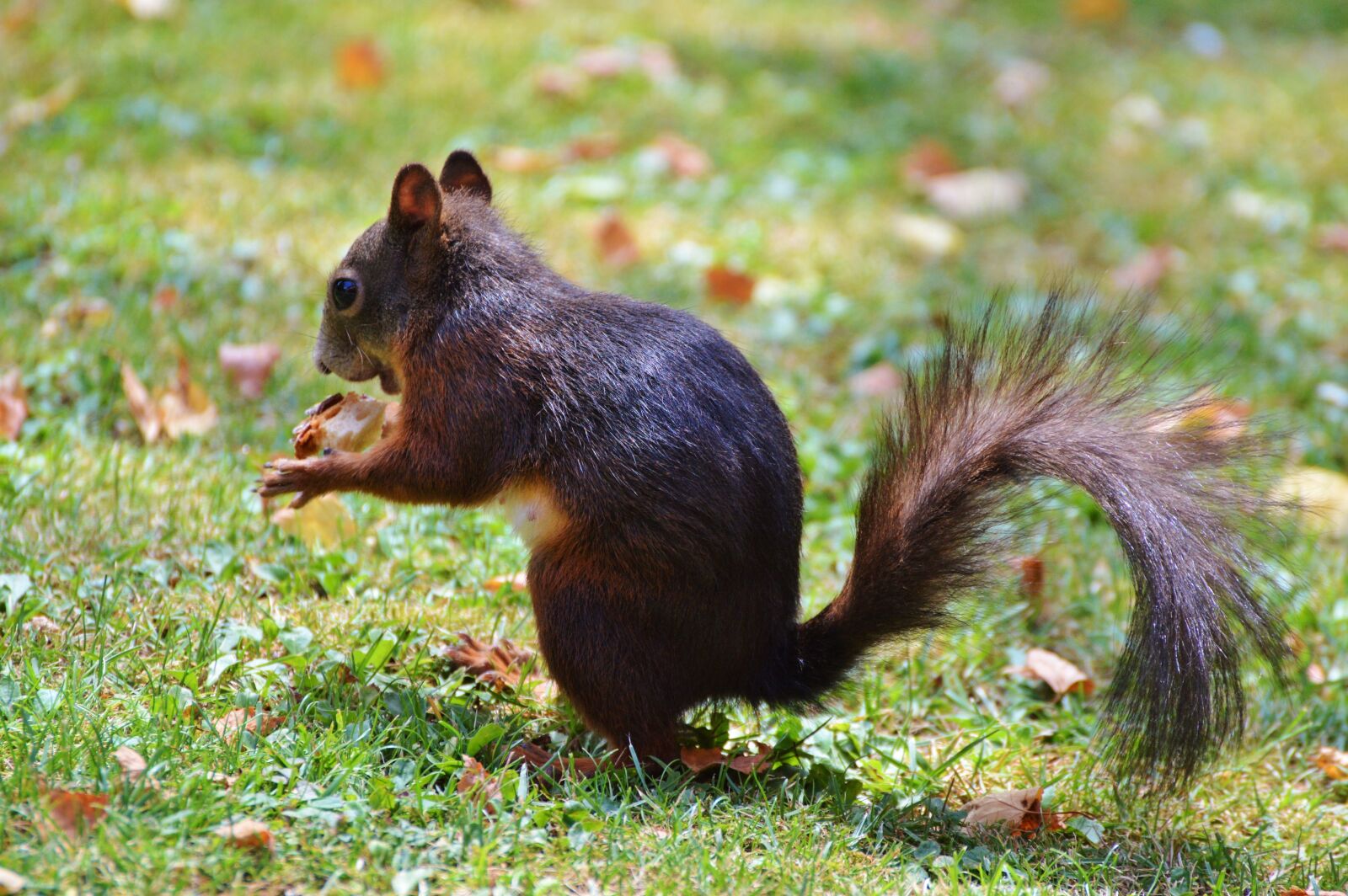 Nikon D3200 sample photo. Squirrel, nager, rodent photography