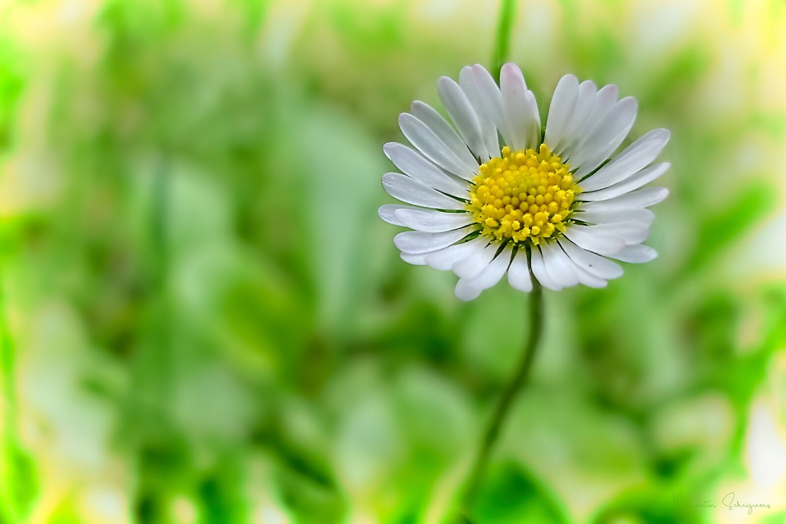 Panasonic Lumix DMC-FZ2500 (Lumix DMC-FZ2000) sample photo. Daisy, flower, nature photography