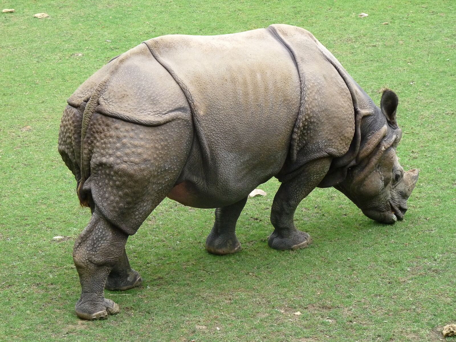 Panasonic Lumix DMC-FZ28 sample photo. Rhinoceros, zoo, wild animal photography