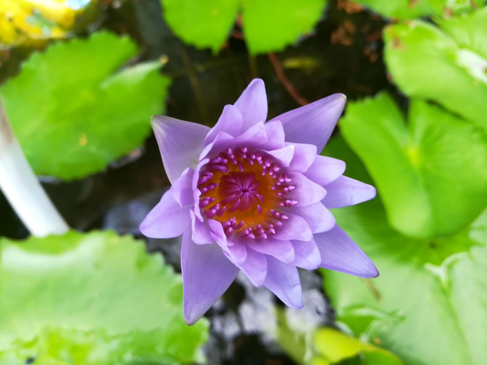 HUAWEI GR5 2017 sample photo. Flowers, purple, lotus photography