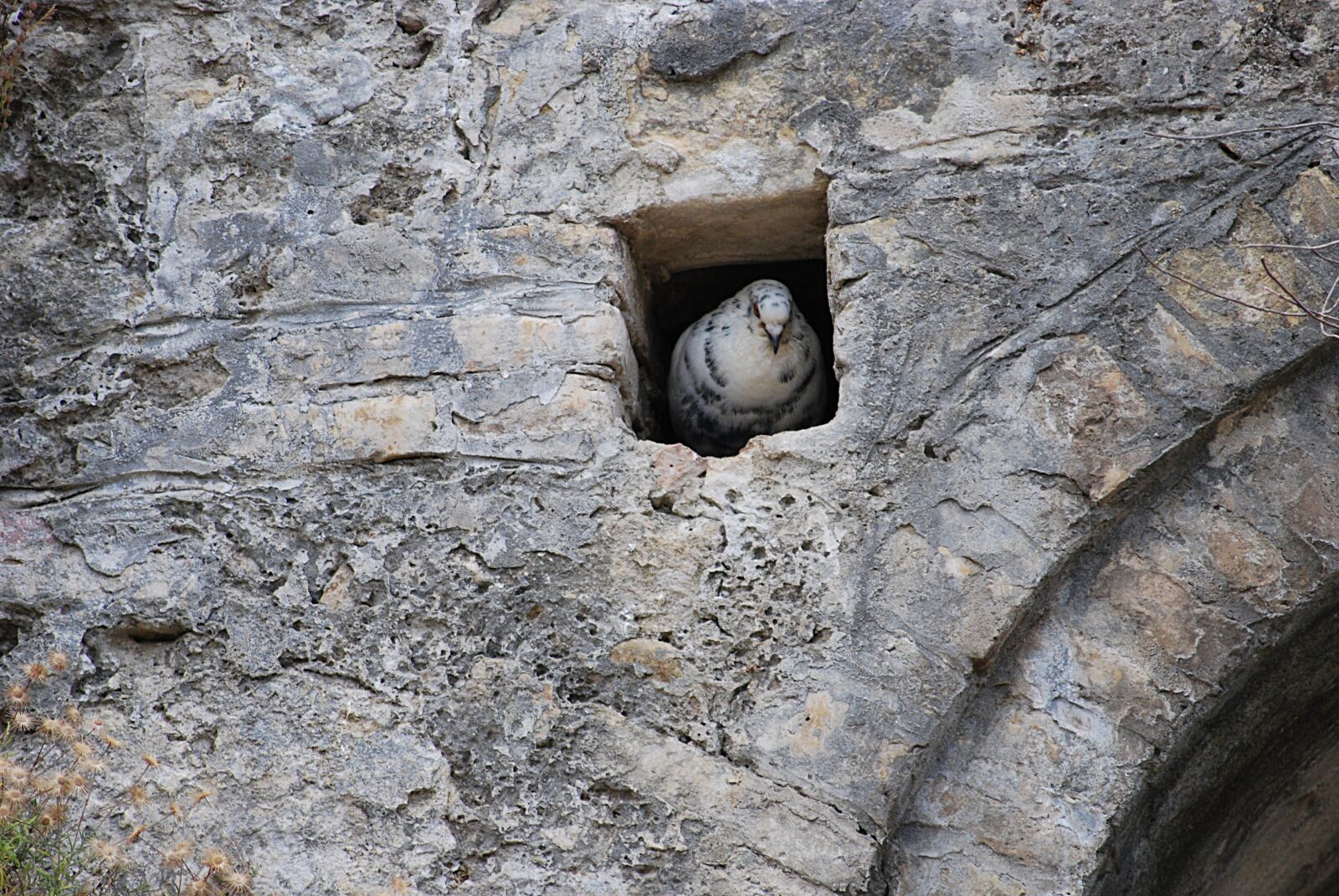 Nikon D40X sample photo. Dove, pen, wild pigeon photography