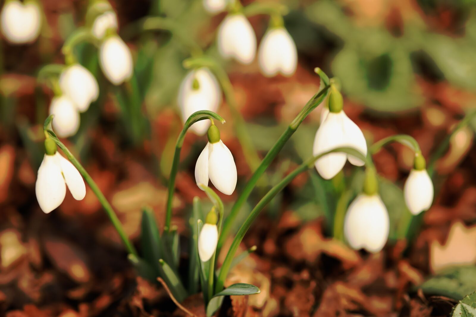 Canon EOS 6D Mark II sample photo. Snowdrops, outdoors, spring photography