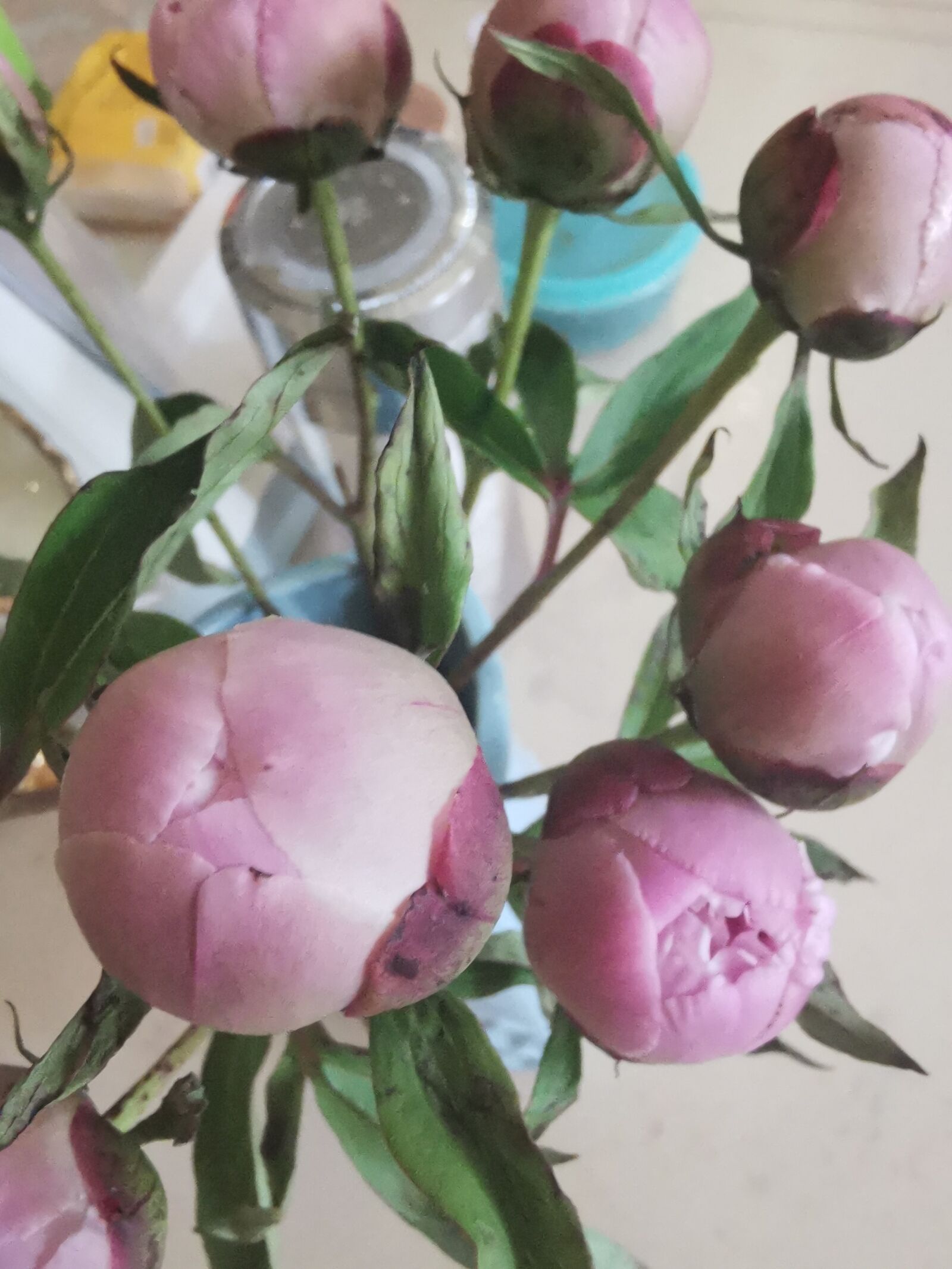 HUAWEI P30 sample photo. Plant, flower, beauty photography
