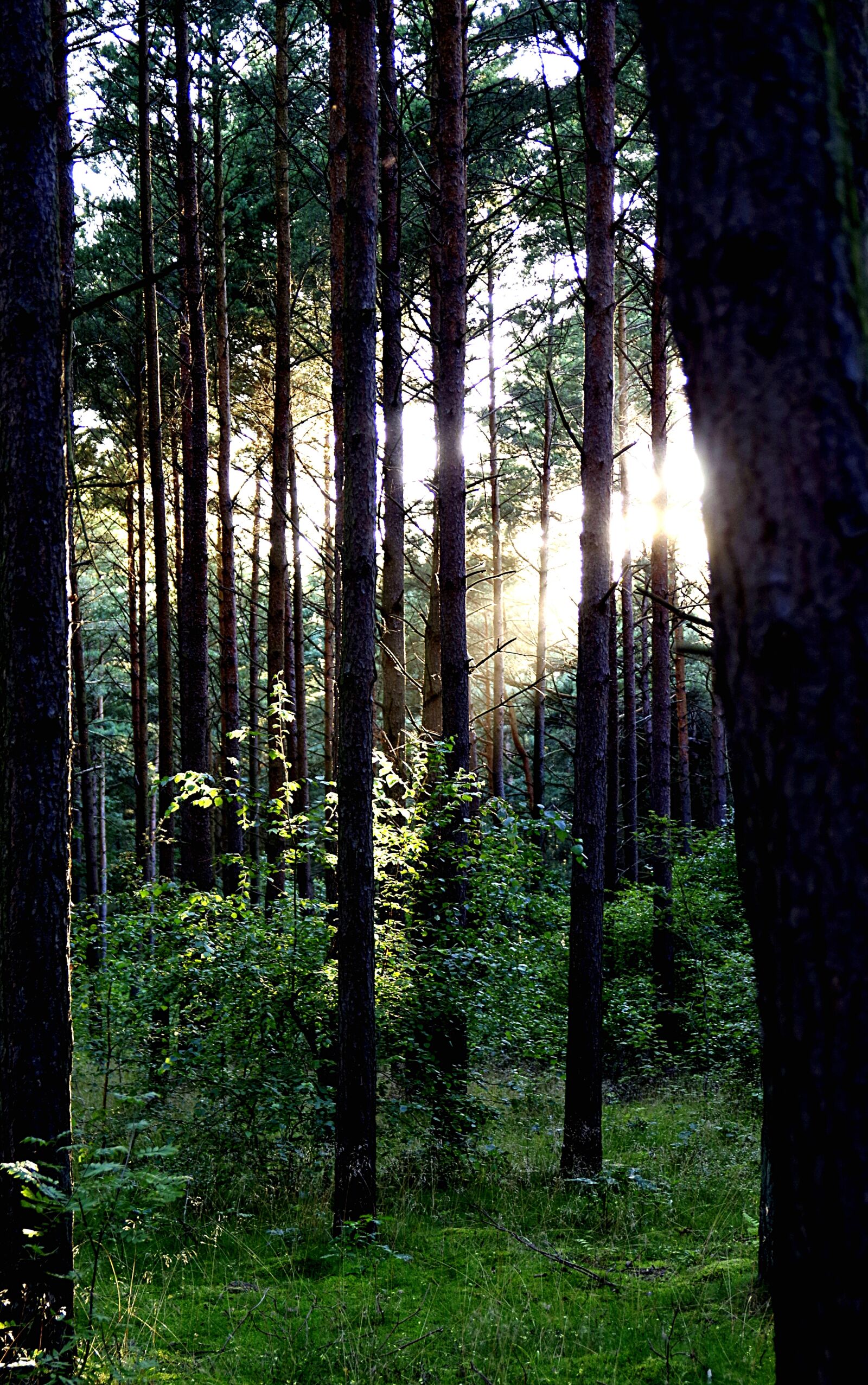 Pentax K-S2 sample photo. Forest, tree, vegetation photography