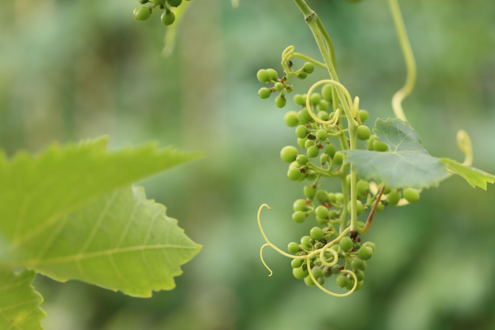Canon EOS 90D sample photo. Grape, fruit, vine photography