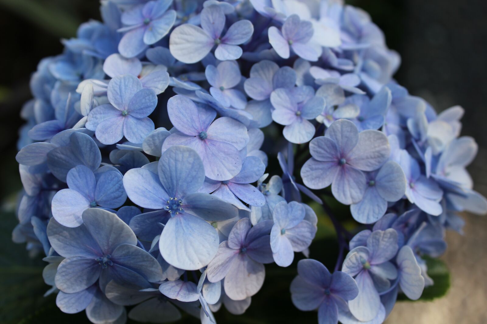 Canon EOS 550D (EOS Rebel T2i / EOS Kiss X4) sample photo. Hydrangea, flower, blue photography