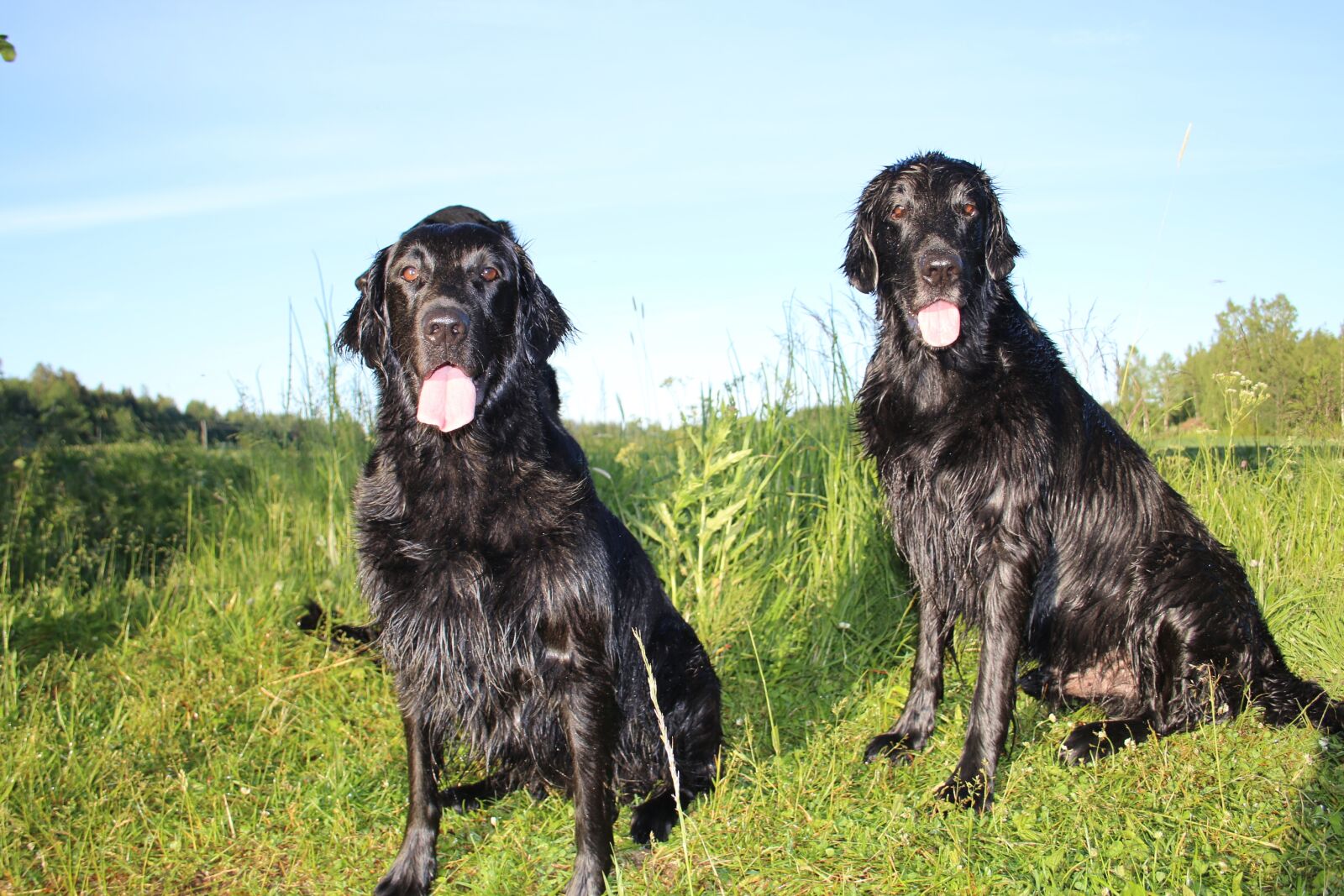 Canon EF-S 18-55mm F3.5-5.6 II sample photo. Dog, summer, pet photography