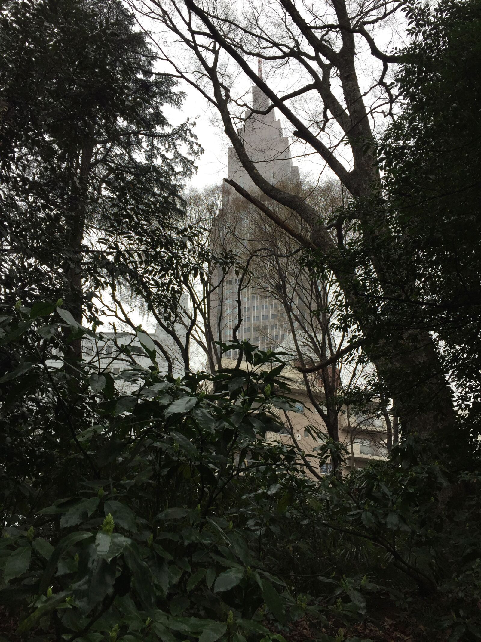 iPhone 6 back camera 4.15mm f/2.2 sample photo. Tokyo, park, japan photography