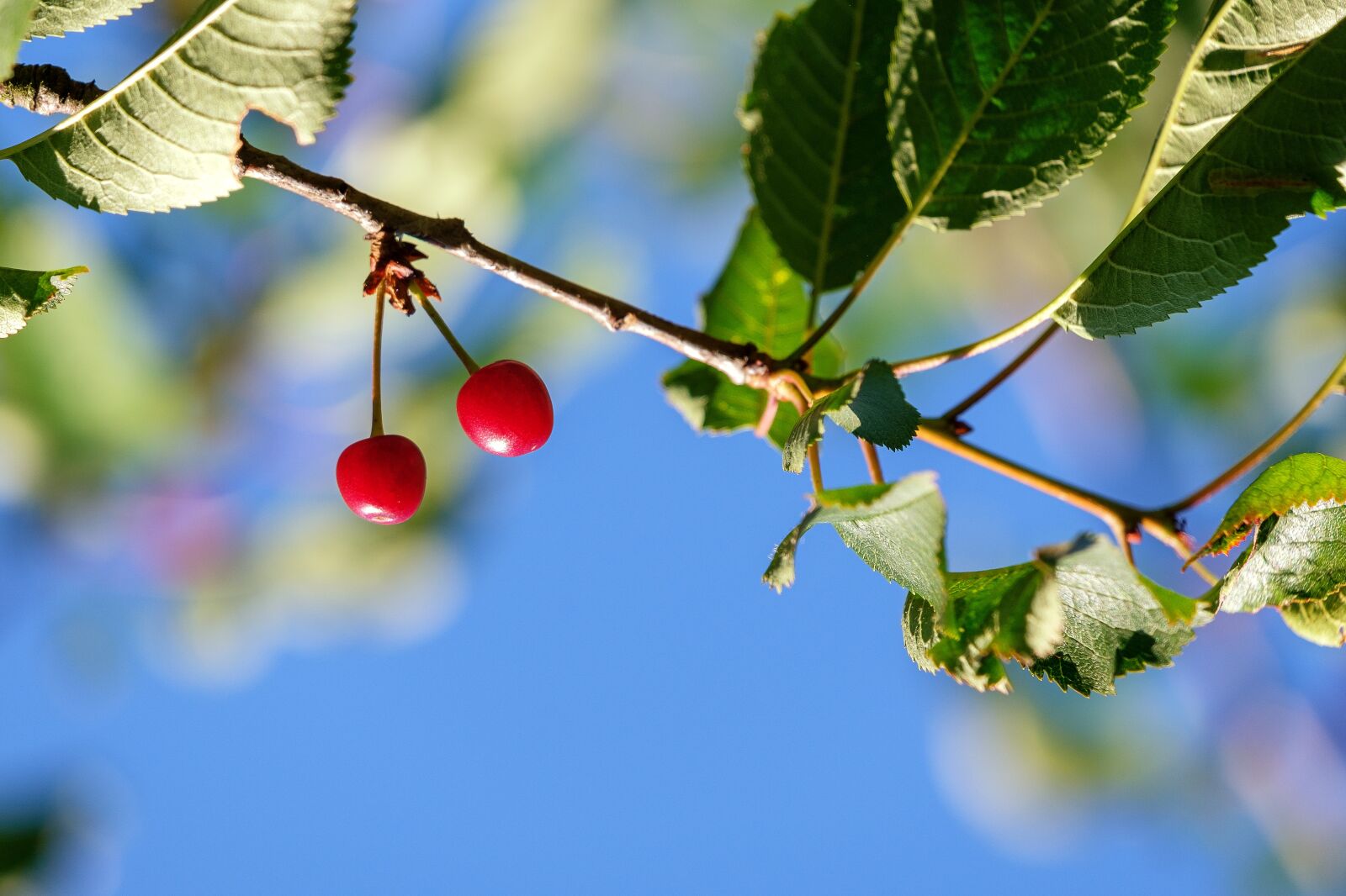 Fujifilm X-T2 sample photo. Cherries, wild cherries, fruit photography