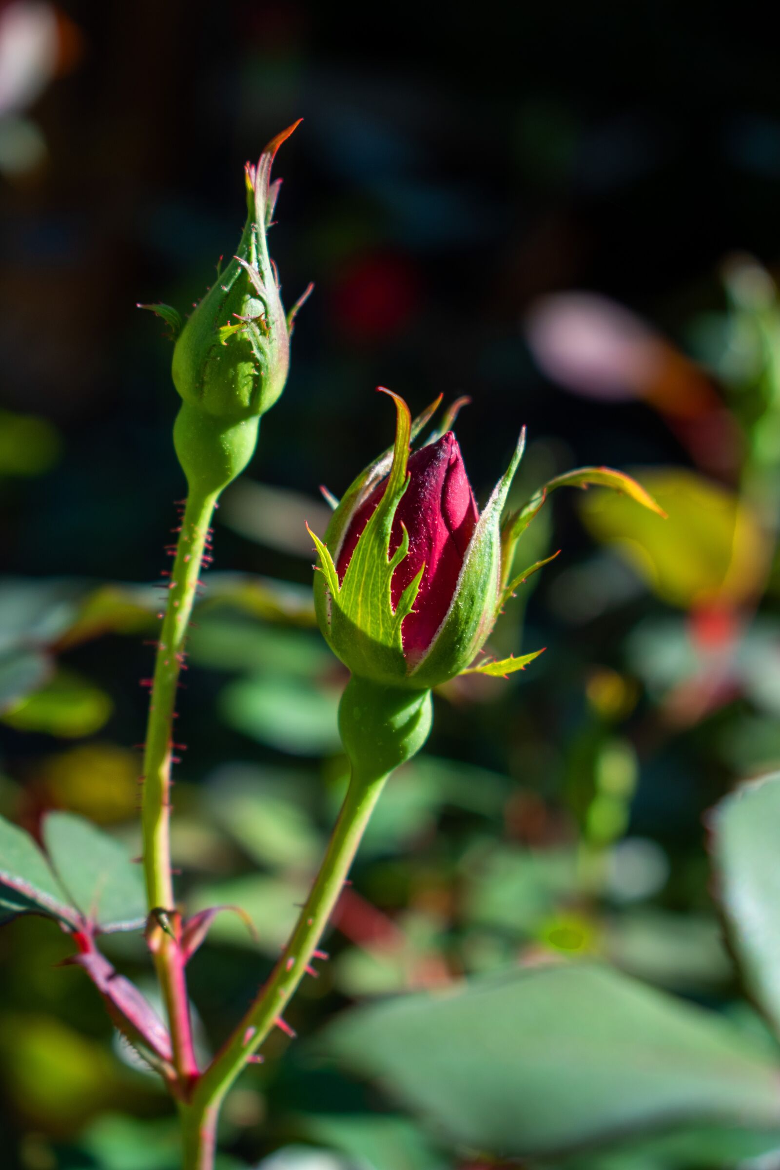 Nikon D5600 sample photo. Rose, rosebud, flower photography