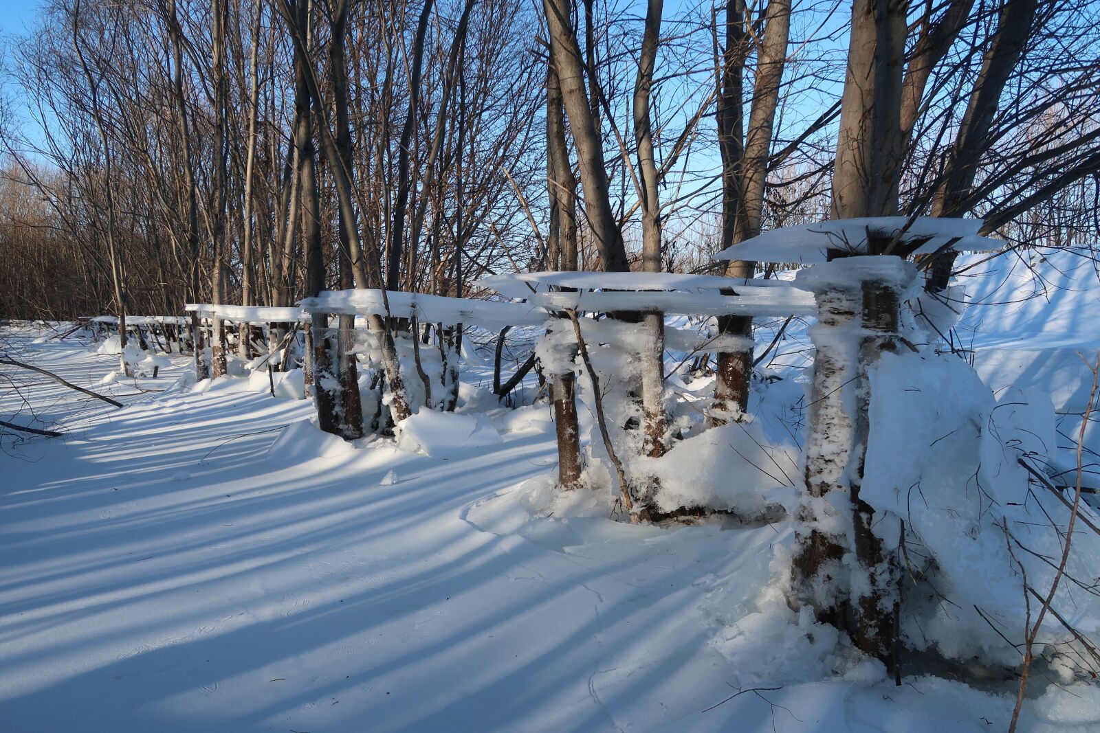 Canon PowerShot G7 X Mark II sample photo. Winter, forest, river photography