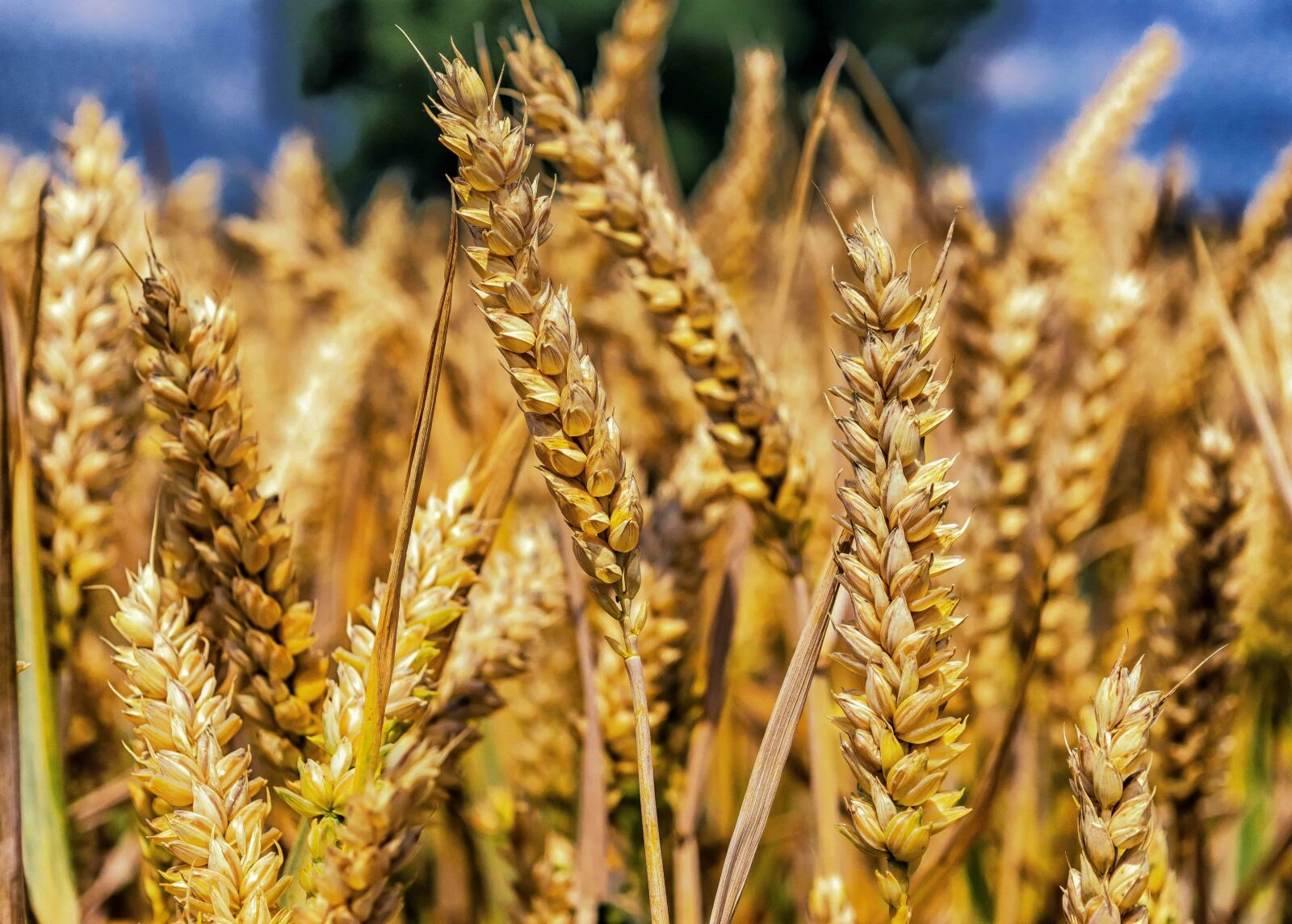 Nikon D3300 sample photo. Seed, flour, straw, cereal photography