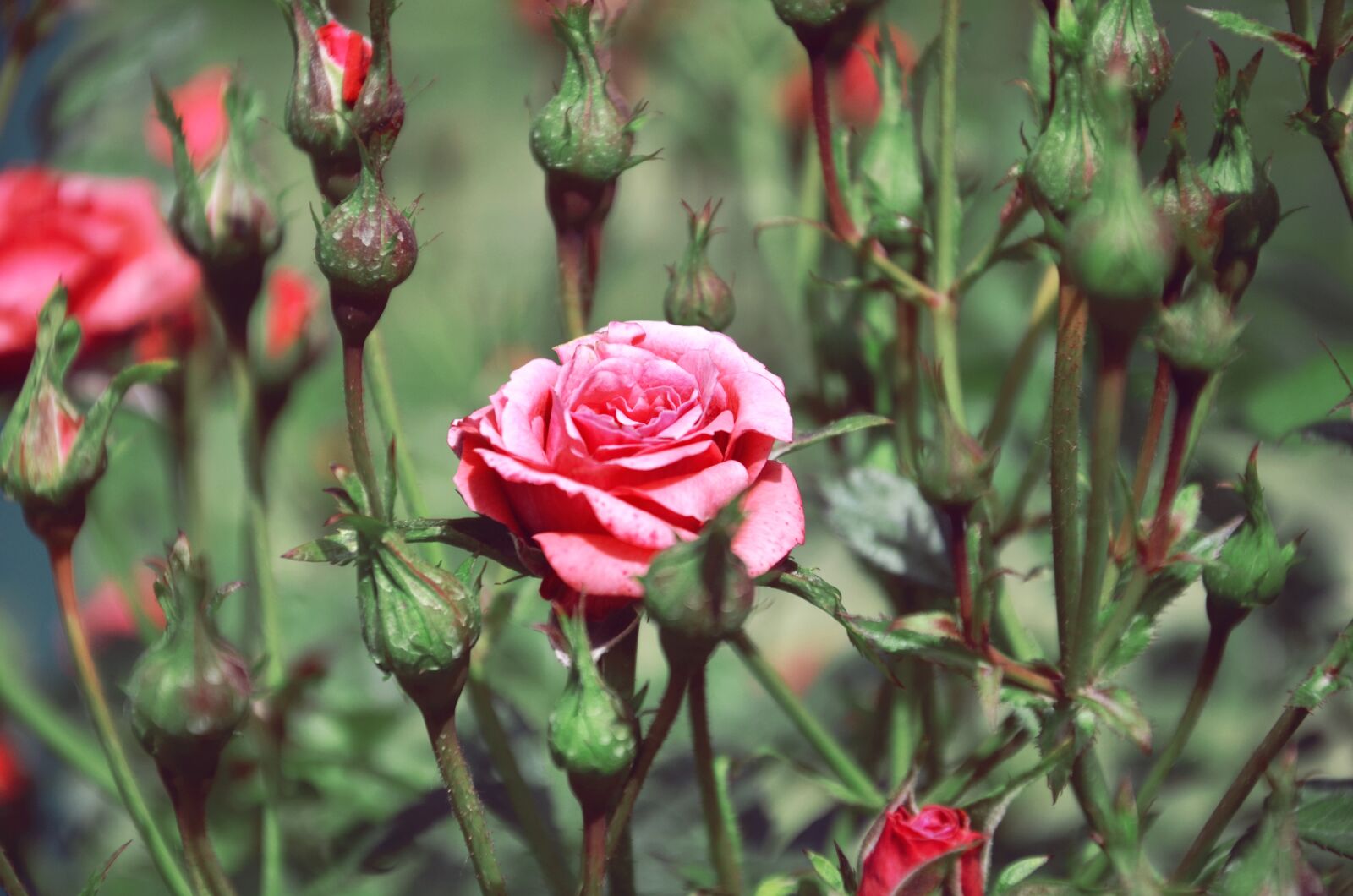 Nikon D5100 sample photo. Flowers, still life, fntaziya photography