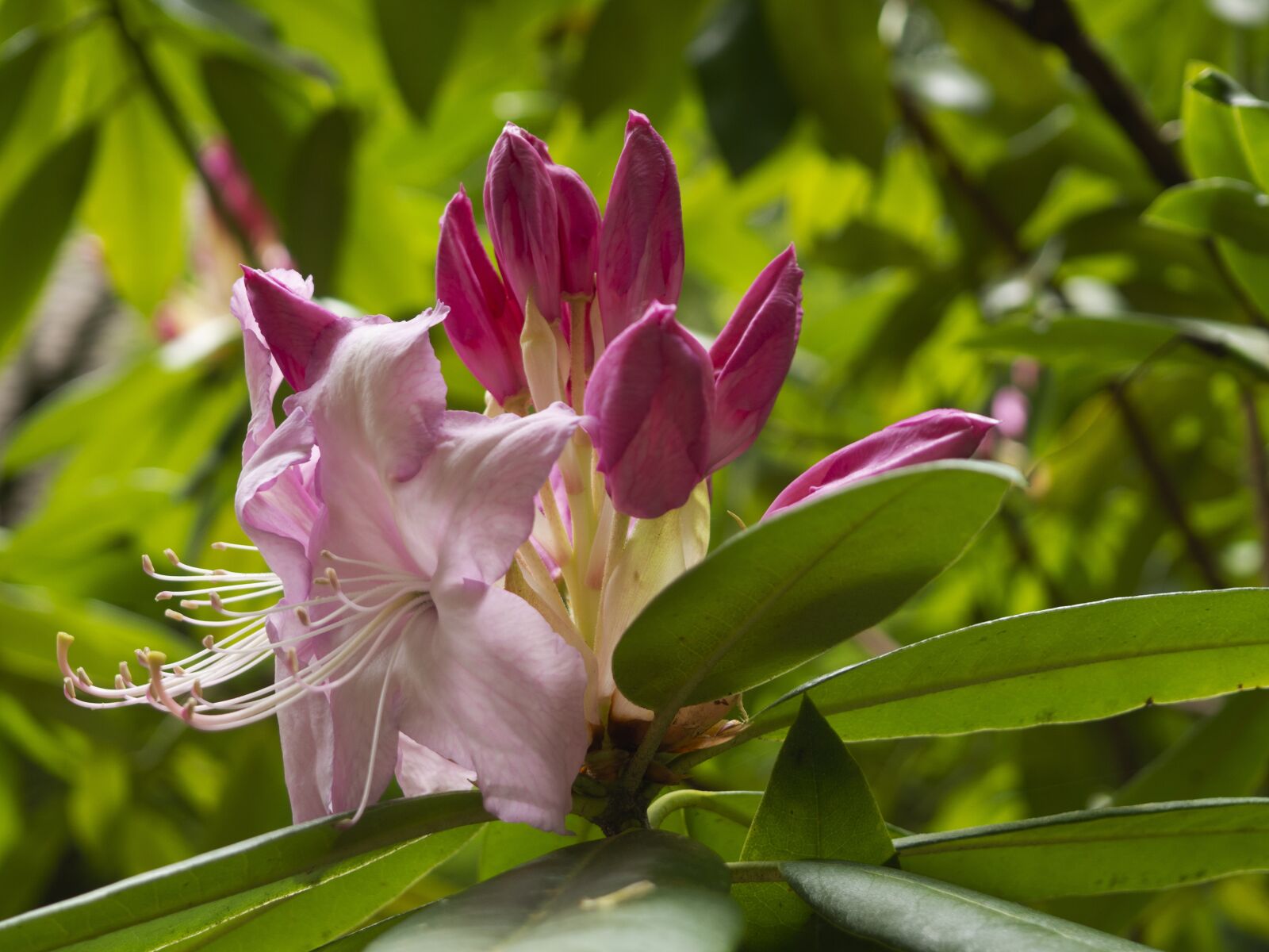 Olympus OM-D E-M10 II + Olympus M.Zuiko Digital 14-42mm F3.5-5.6 II R sample photo. Rhododendron, blossom, pink photography