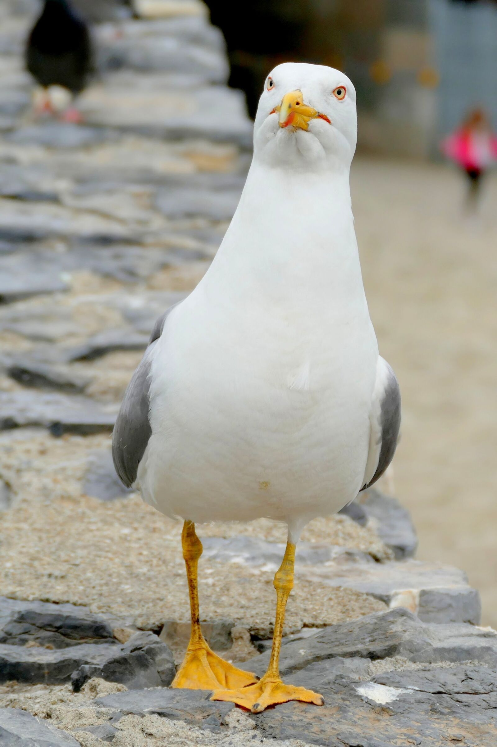 Panasonic Lumix DMC-FZ1000 sample photo. Gull, seevogel, water bird photography