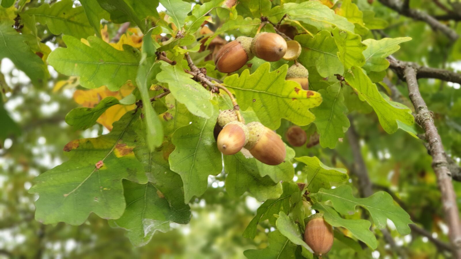 Samsung SM-G965F sample photo. Acorn, oak tree, acorns photography