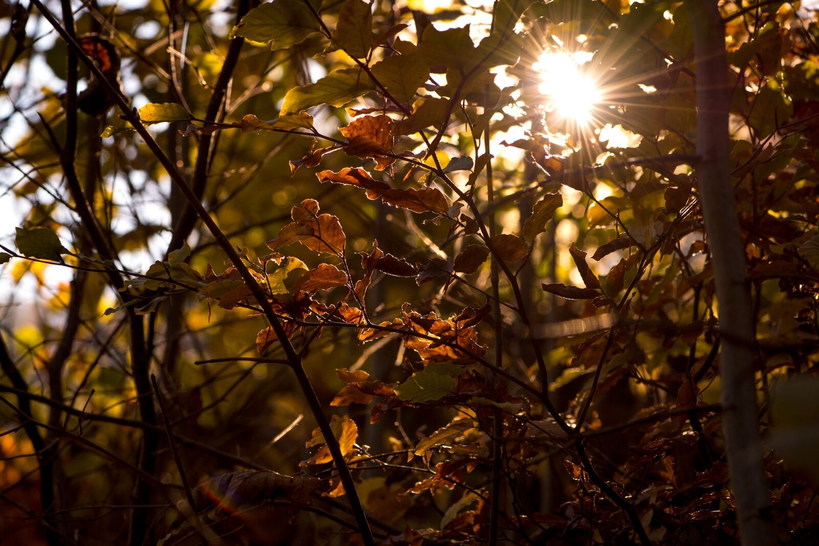 Nikon D7100 sample photo. Autumn, leaves, aesthetic photography