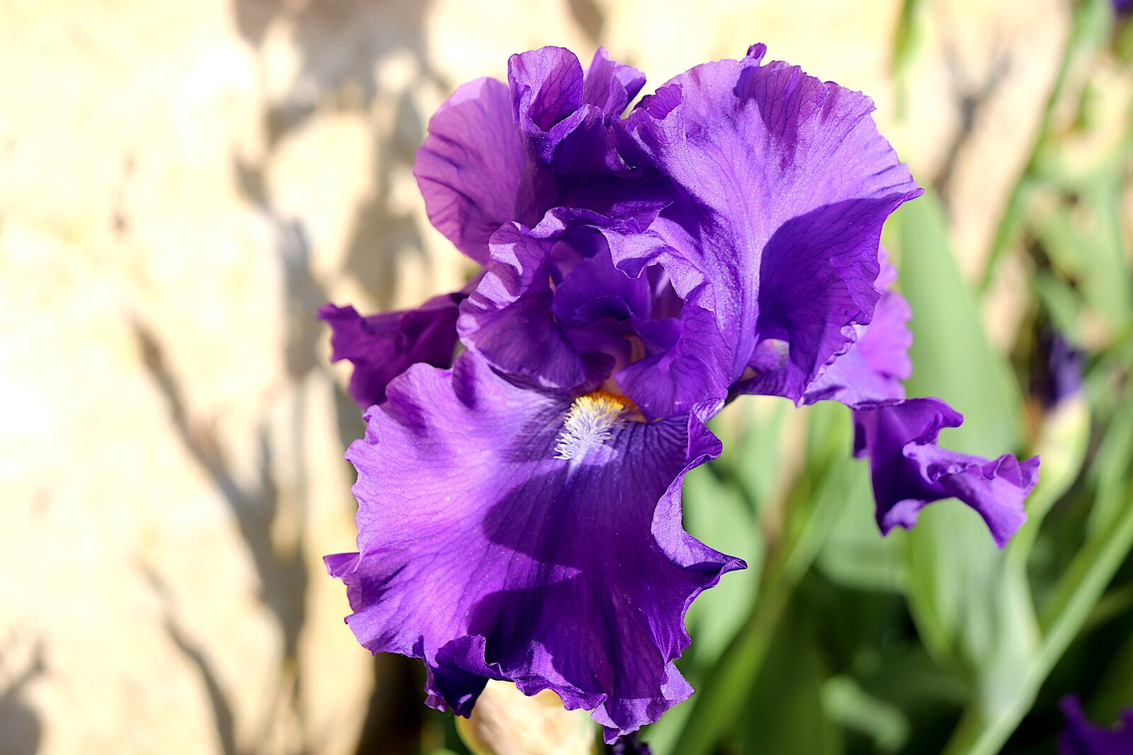 Canon EOS 800D (EOS Rebel T7i / EOS Kiss X9i) sample photo. Iris, plants, flowers photography