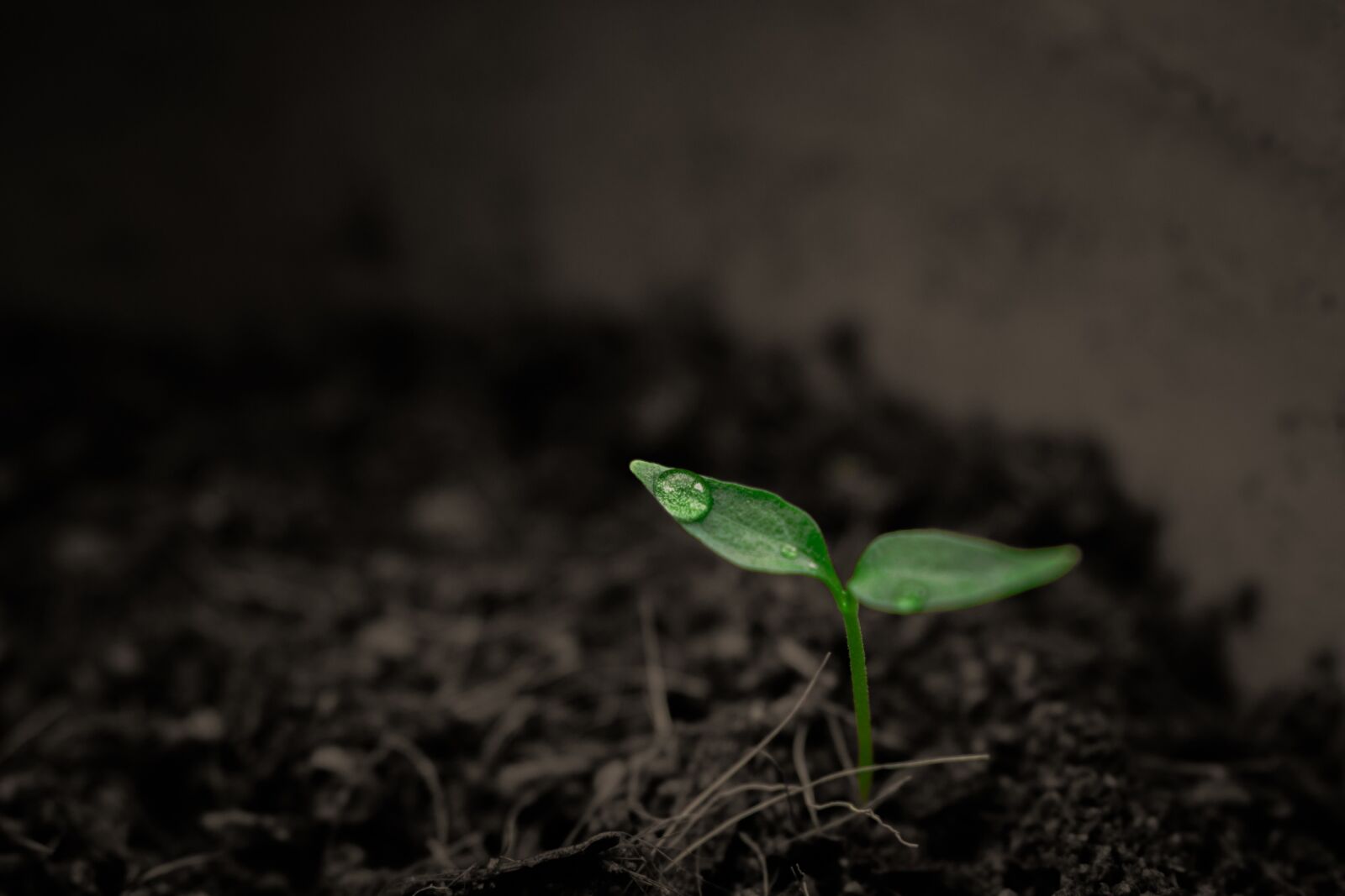 Canon EOS 750D (EOS Rebel T6i / EOS Kiss X8i) sample photo. Green, grow, grow up photography