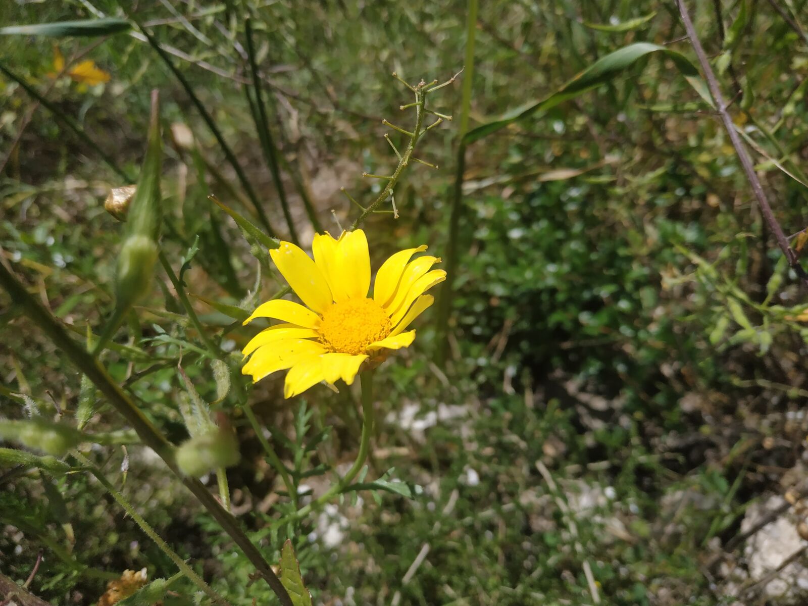 Xiaomi Redmi Note 5 sample photo. Nature, daisy, marguerite photography