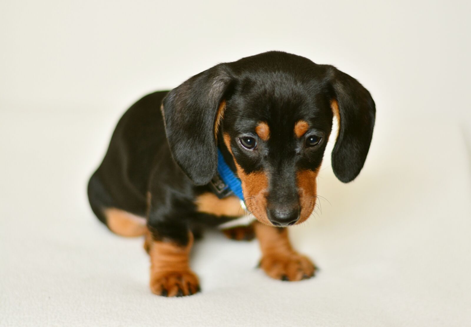 Nikon D5200 sample photo. Dachshund, puppy, young animal photography