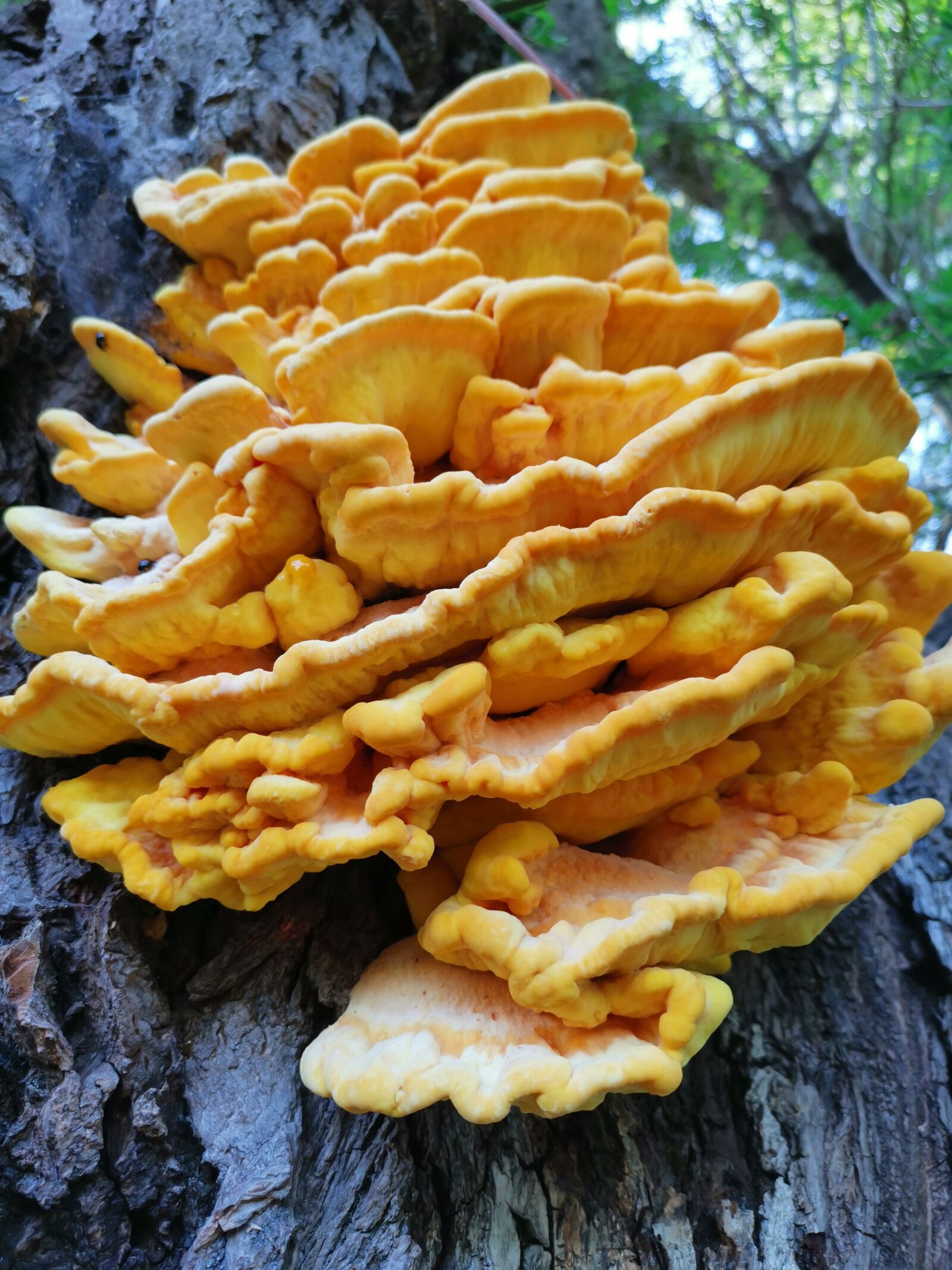HUAWEI LYA-L29 sample photo. Mushroom, tree, structure photography