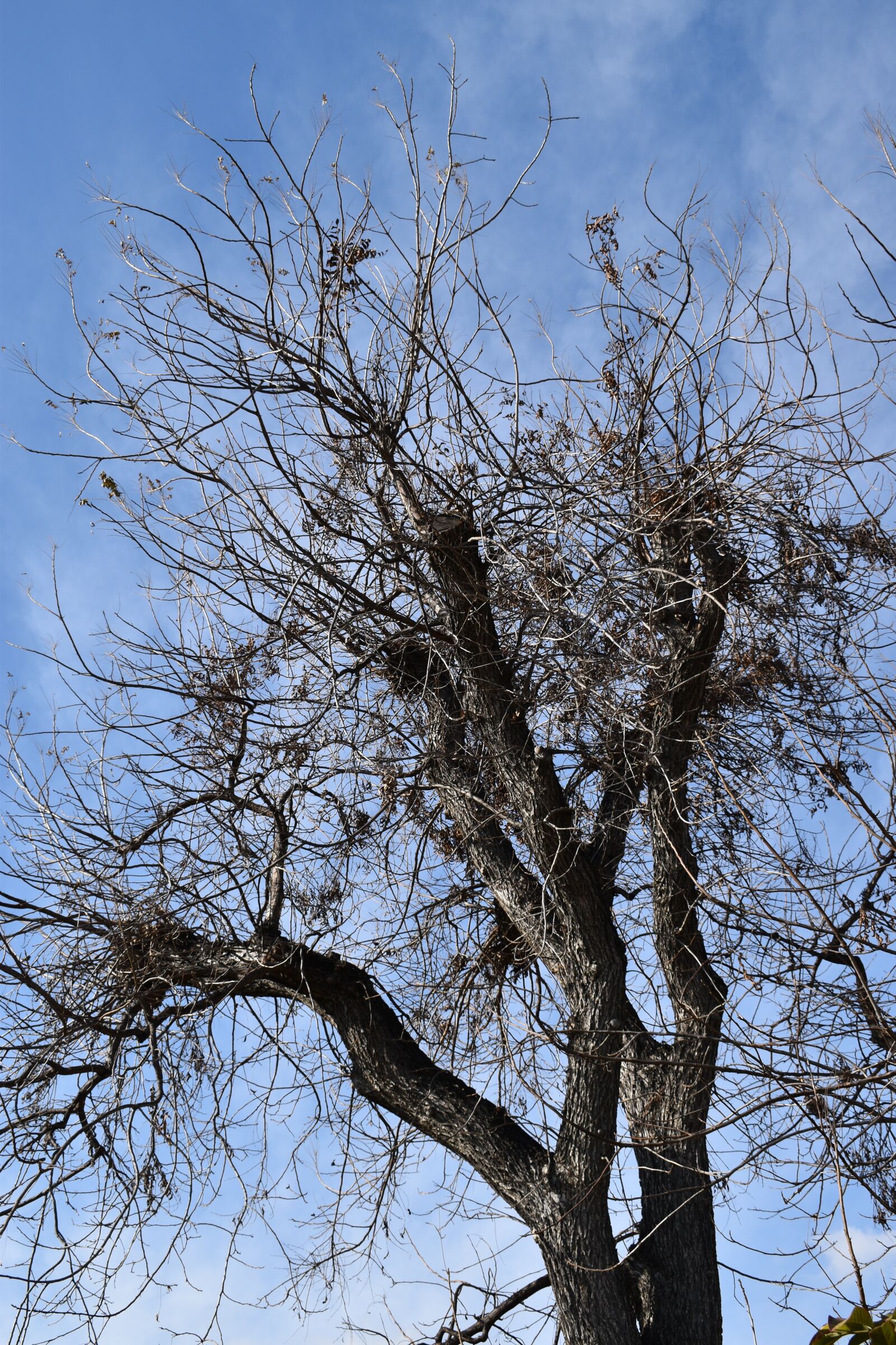 Nikon D3500 sample photo. Branches, tree, twigs photography