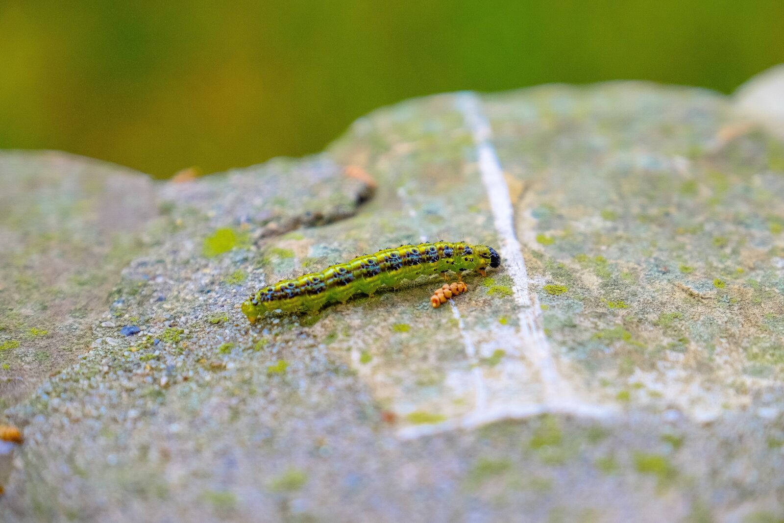 Fujifilm XF 18-135mm F3.5-5.6 R LM OIS WR sample photo. Animal, caterpillar, insect photography