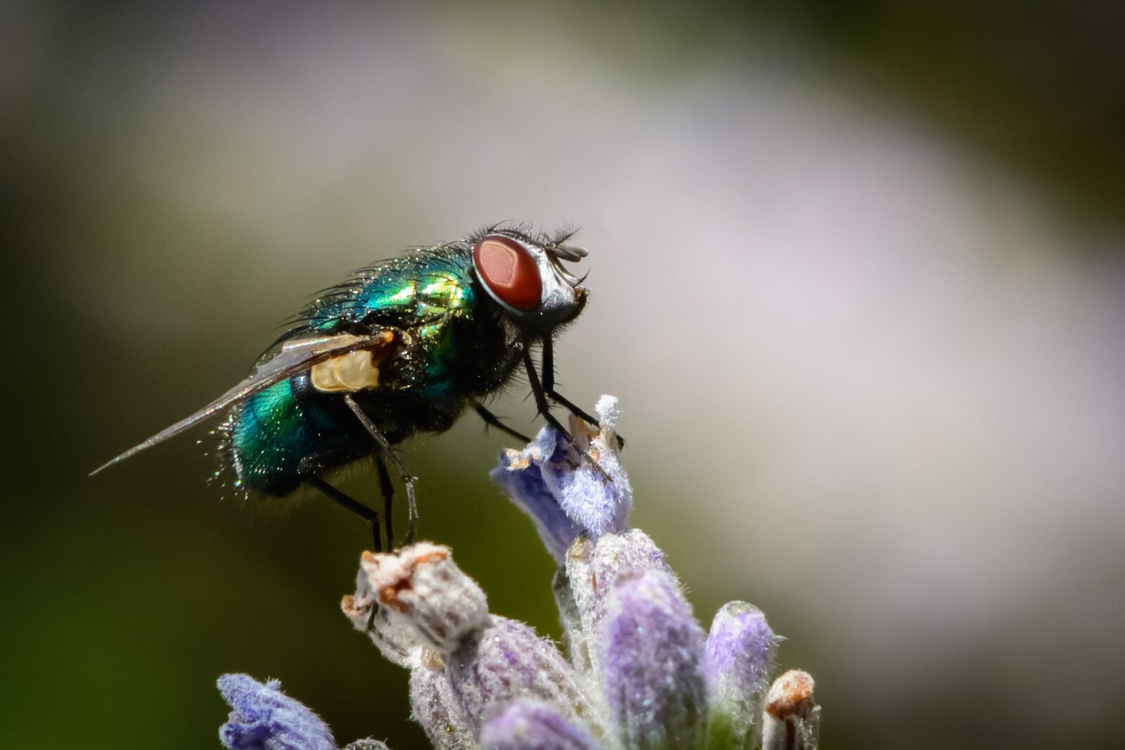 Nikon D7100 sample photo. Insect, fly, bug photography