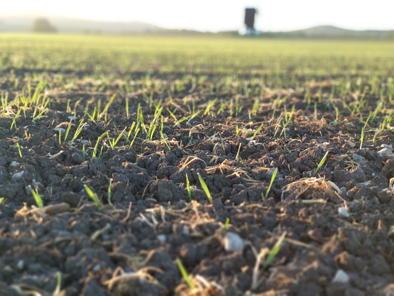Xiaomi Mi A1 sample photo. Green shoots, field, spring photography