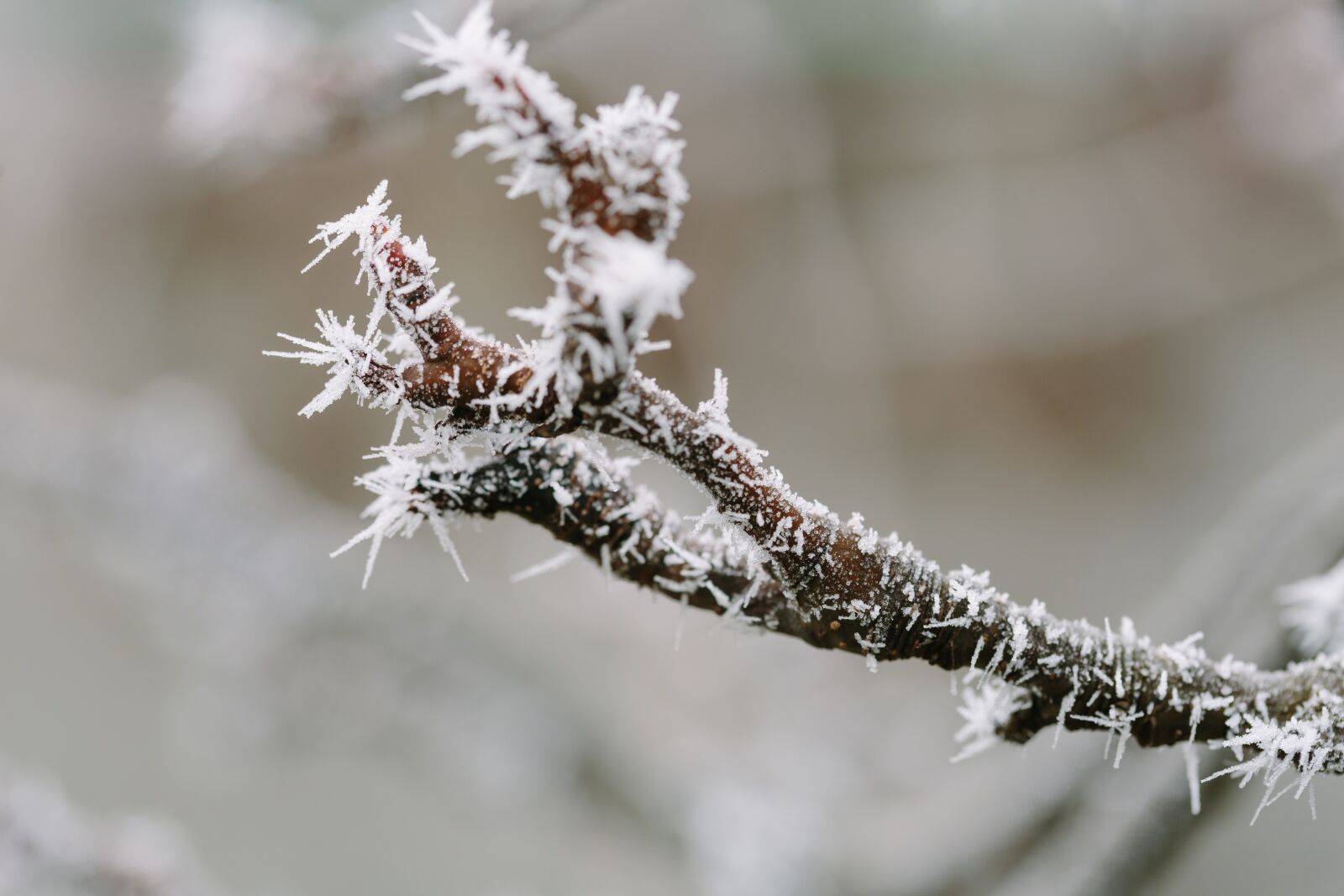 Canon EF 100mm F2.8 Macro USM sample photo. Frost, snowflakes, twig, frozen photography