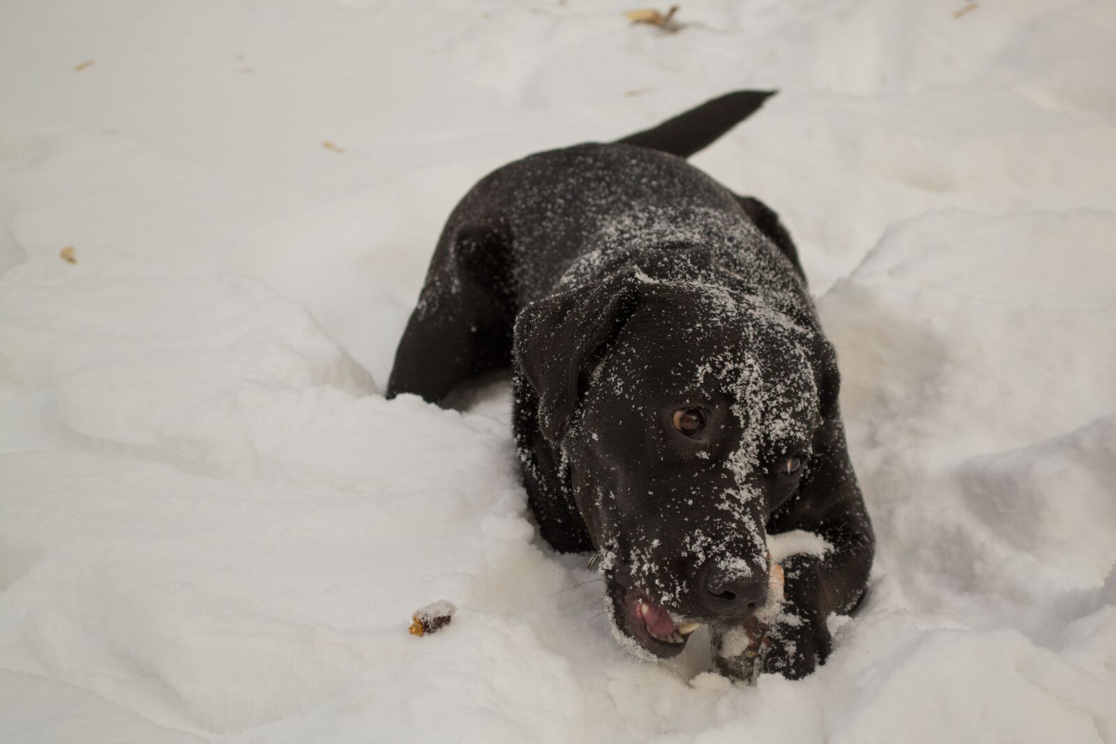 Nikon D3100 sample photo. Pies, dog, labrador retriever photography