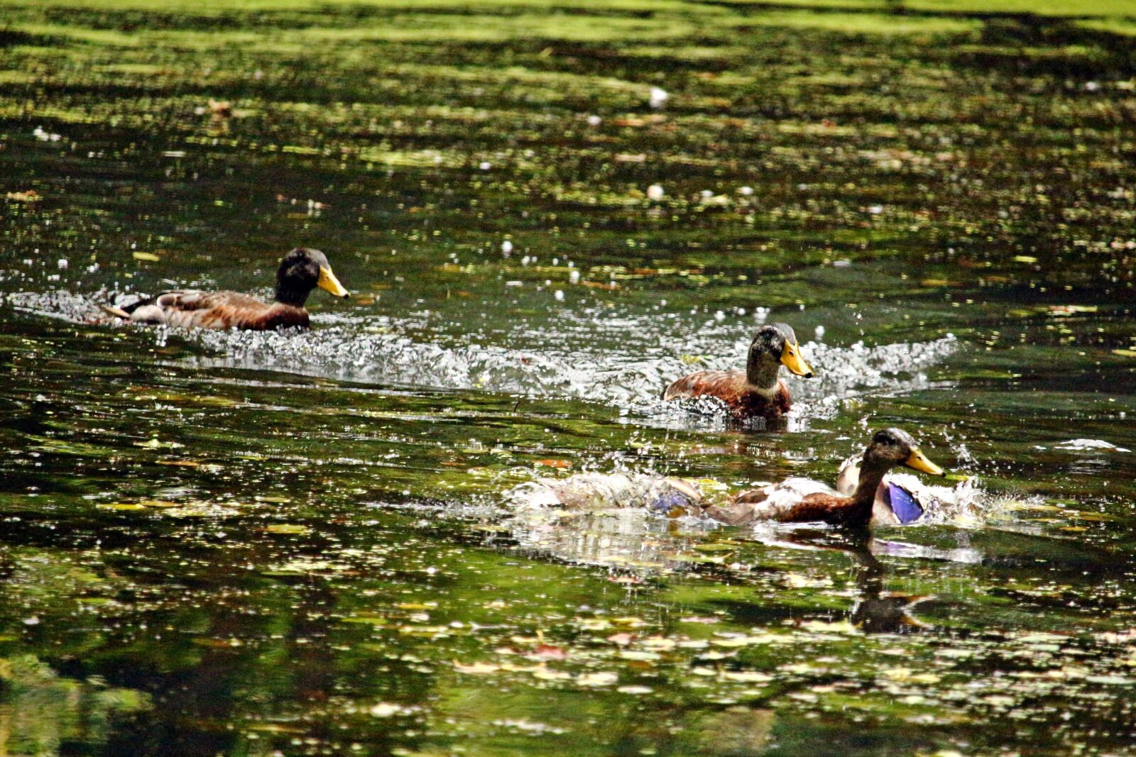 Canon EOS 100D (EOS Rebel SL1 / EOS Kiss X7) sample photo. Water, duck, running duck photography