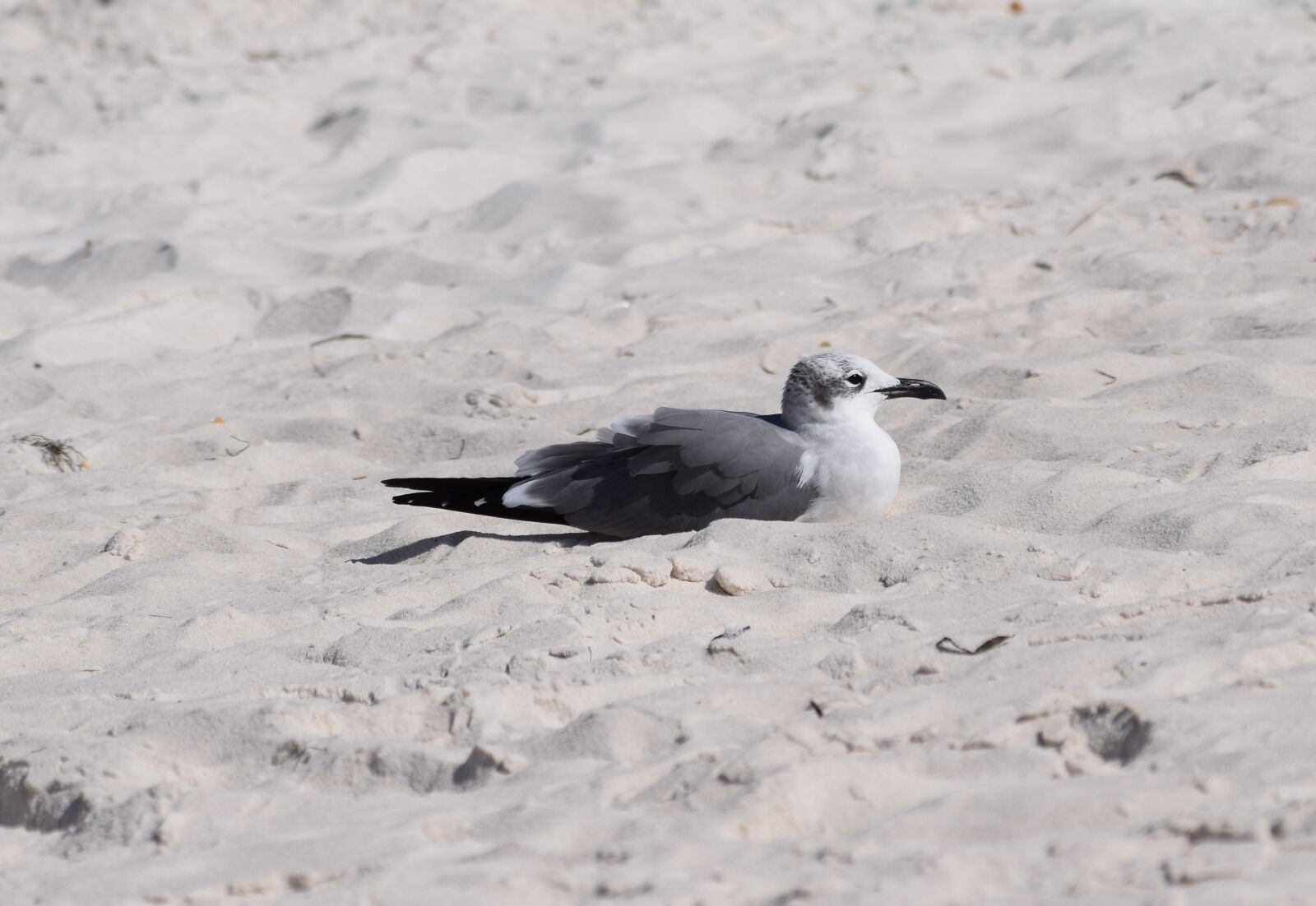 Nikon D3300 sample photo. Resting herring gull, gull photography