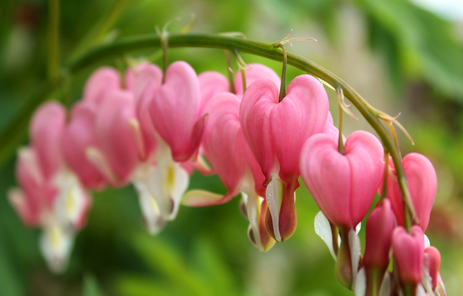 Canon EOS 550D (EOS Rebel T2i / EOS Kiss X4) sample photo. Flowers, bleeding heart, spring photography