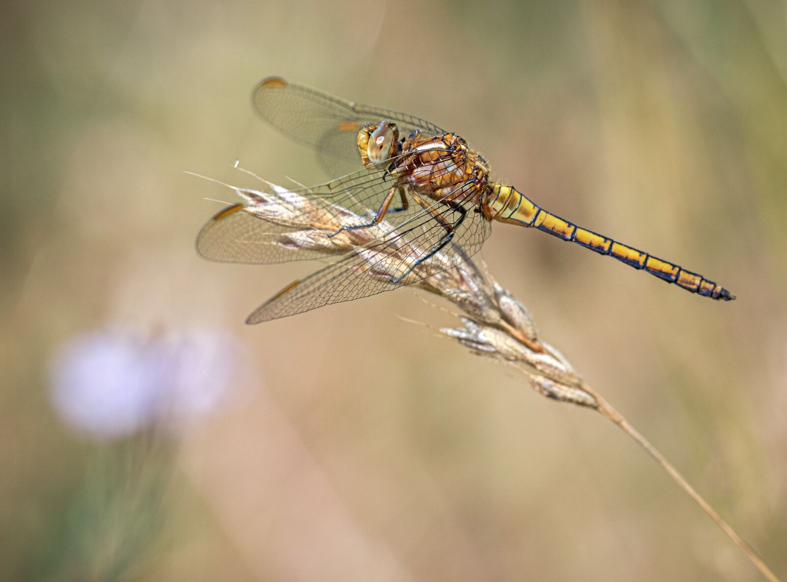 Canon EOS 7D Mark II sample photo. Dragonfly, macro, insects photography
