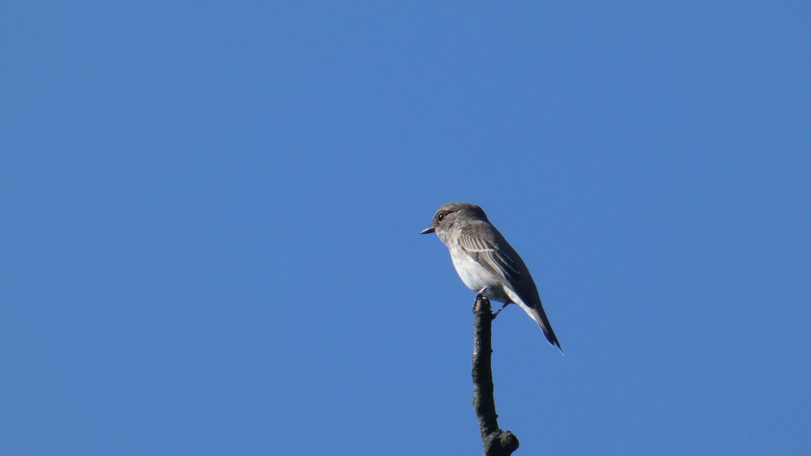 Panasonic Lumix DC-FZ80 (Lumix DC-FZ82) sample photo. Bird, animal, forest photography