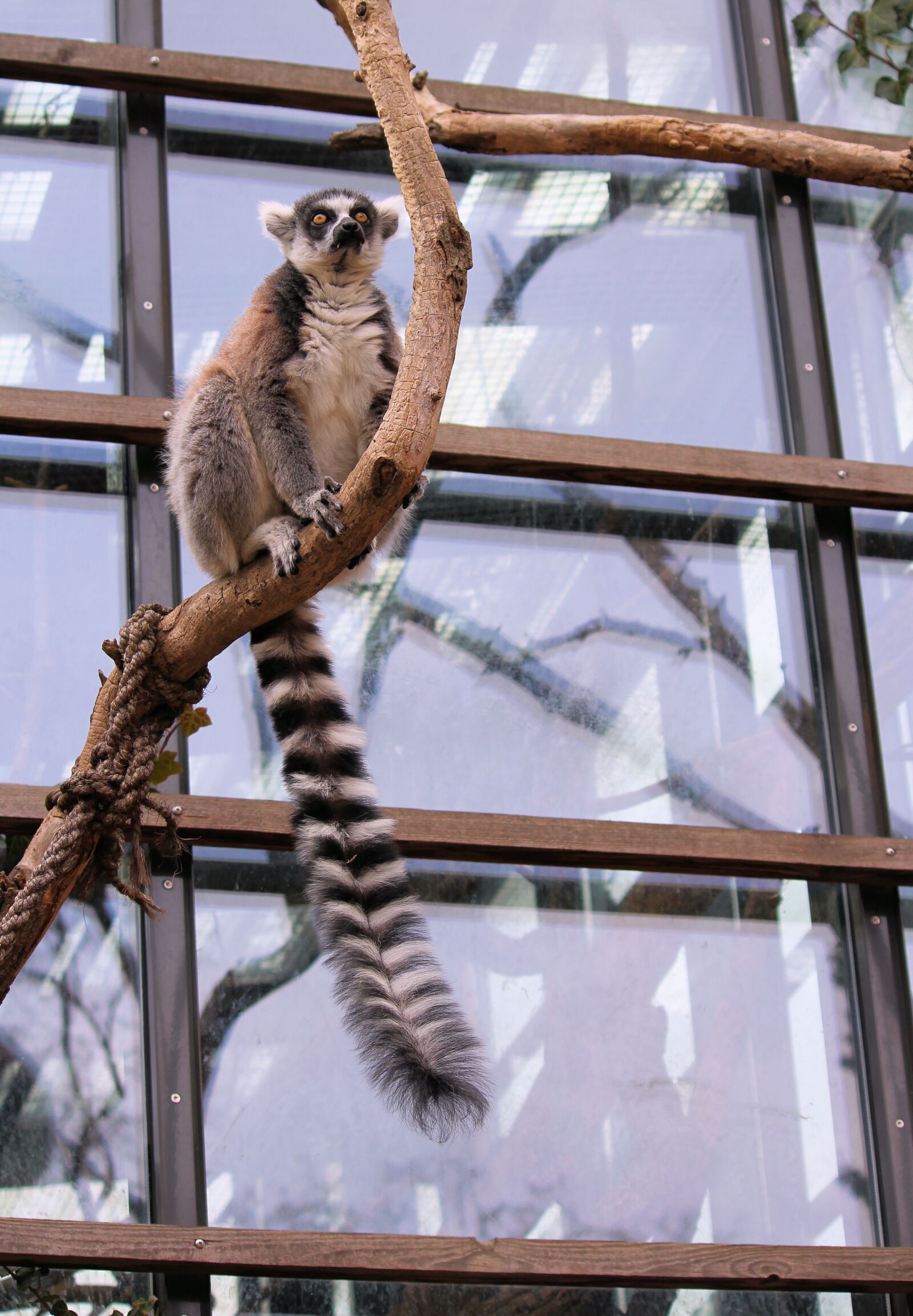 Canon EOS 550D (EOS Rebel T2i / EOS Kiss X4) sample photo. Lemur, kata, prosimian photography