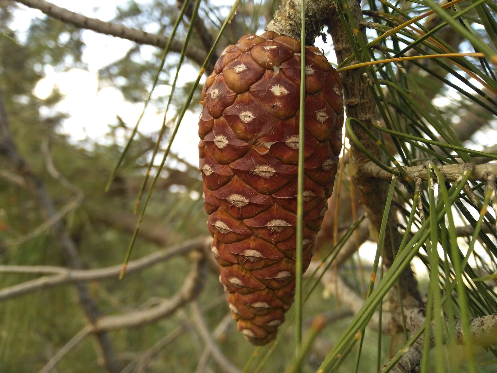 HUAWEI DUB-LX1 sample photo. Pinion pine, plant, pine photography