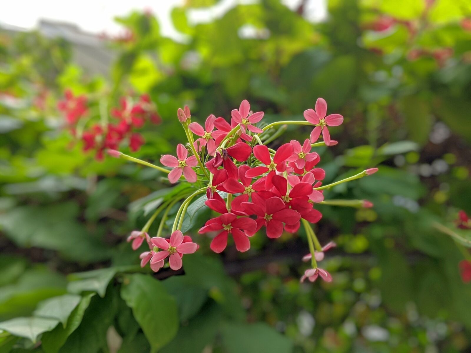 Google Pixel 2 XL sample photo. Flower, green, red photography