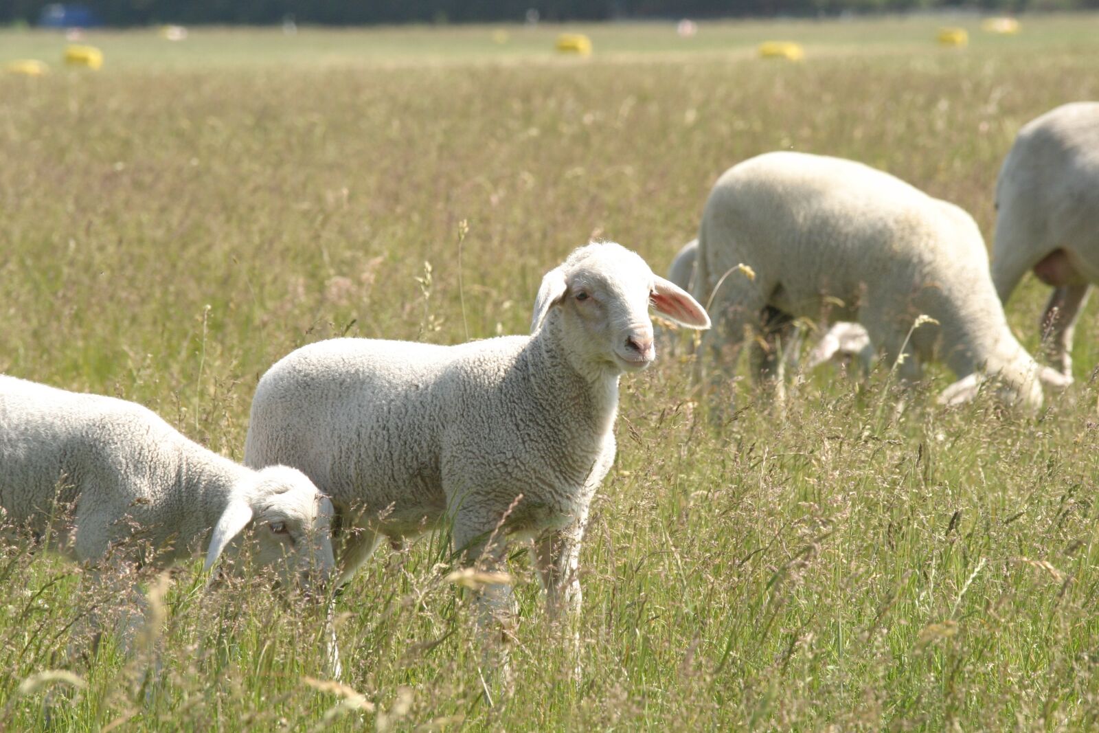 Canon EOS 10D sample photo. Sheep, pasture, animals photography