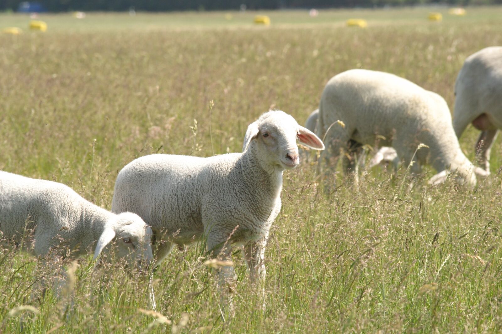 Canon EOS 10D sample photo. Sheep, pasture, animals photography