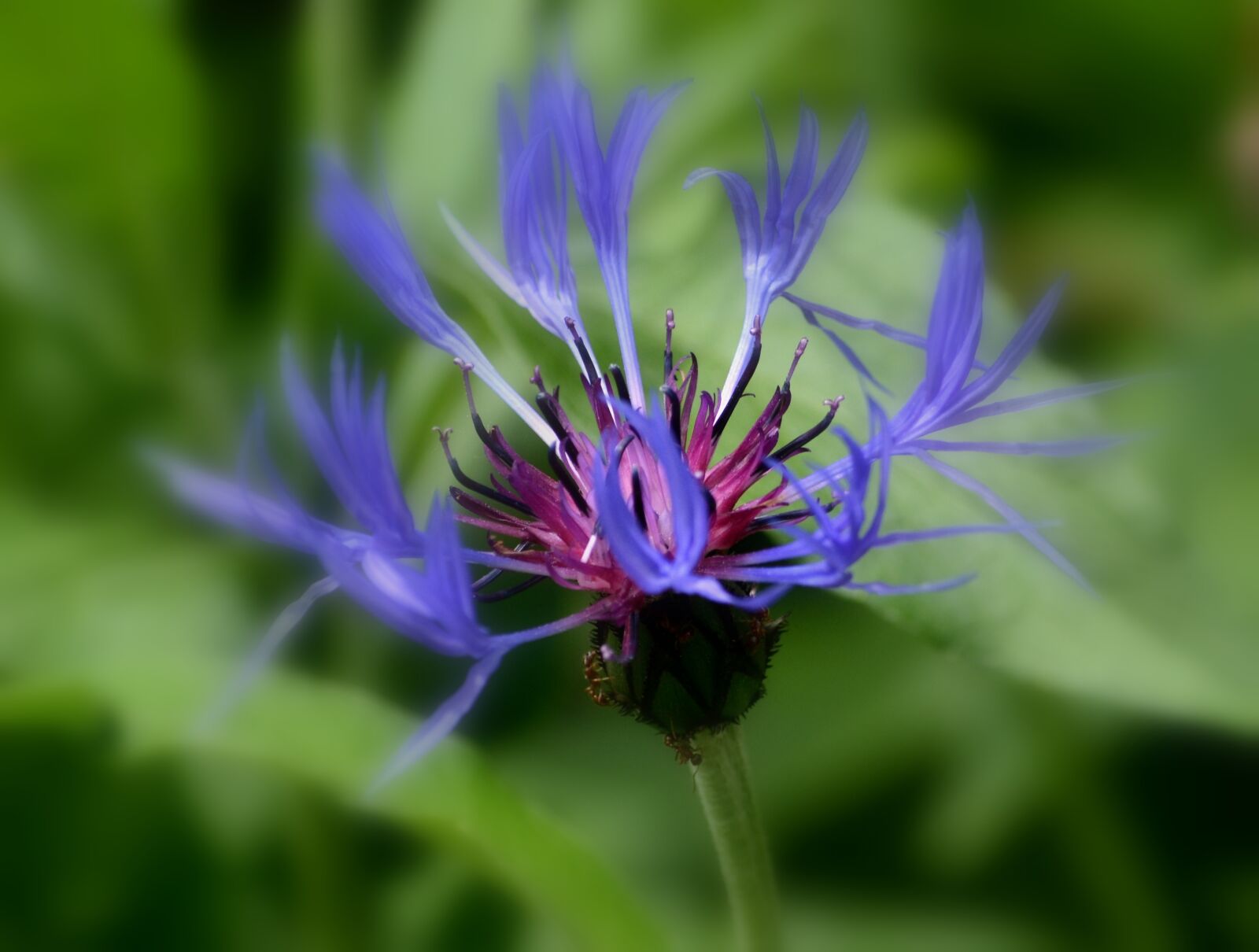 Nikon D3100 sample photo. Flower, plant, blue photography