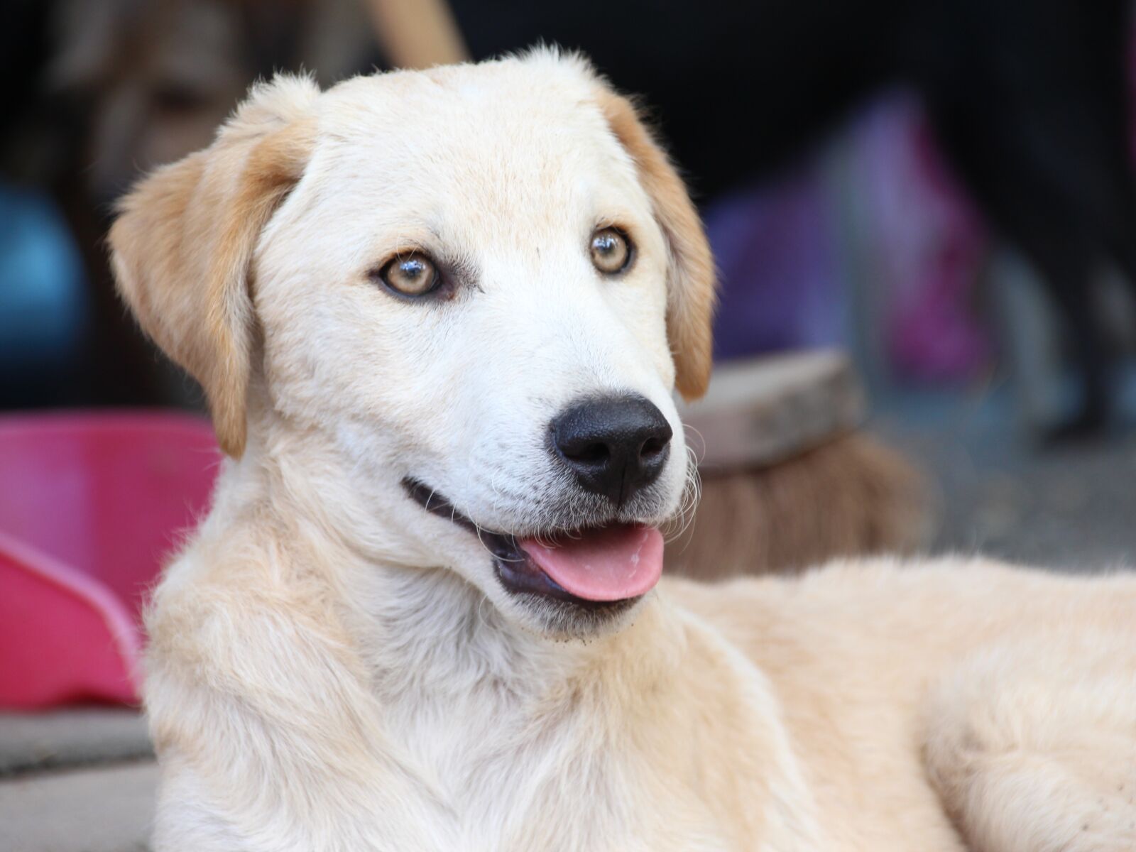 Canon EOS 700D (EOS Rebel T5i / EOS Kiss X7i) sample photo. Dog, dog look, hell photography